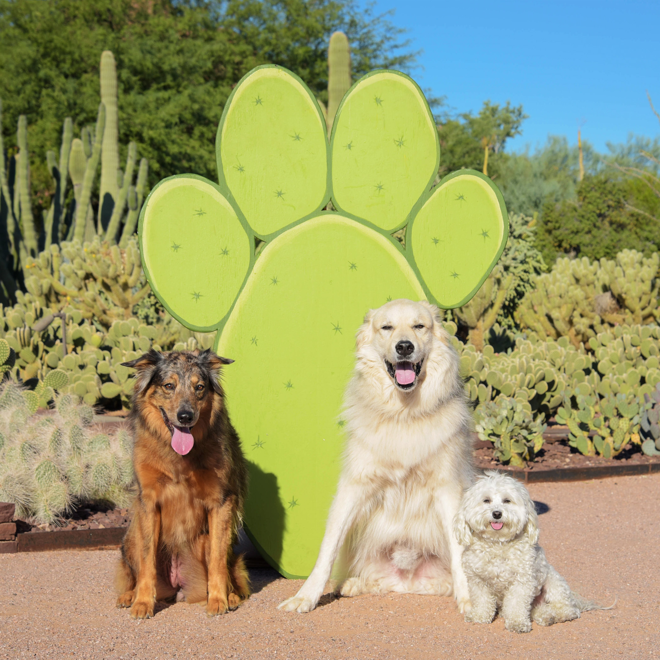  Of course, Bruiser, insisted on posing with the big dogs! He thinks he looks just like them! 