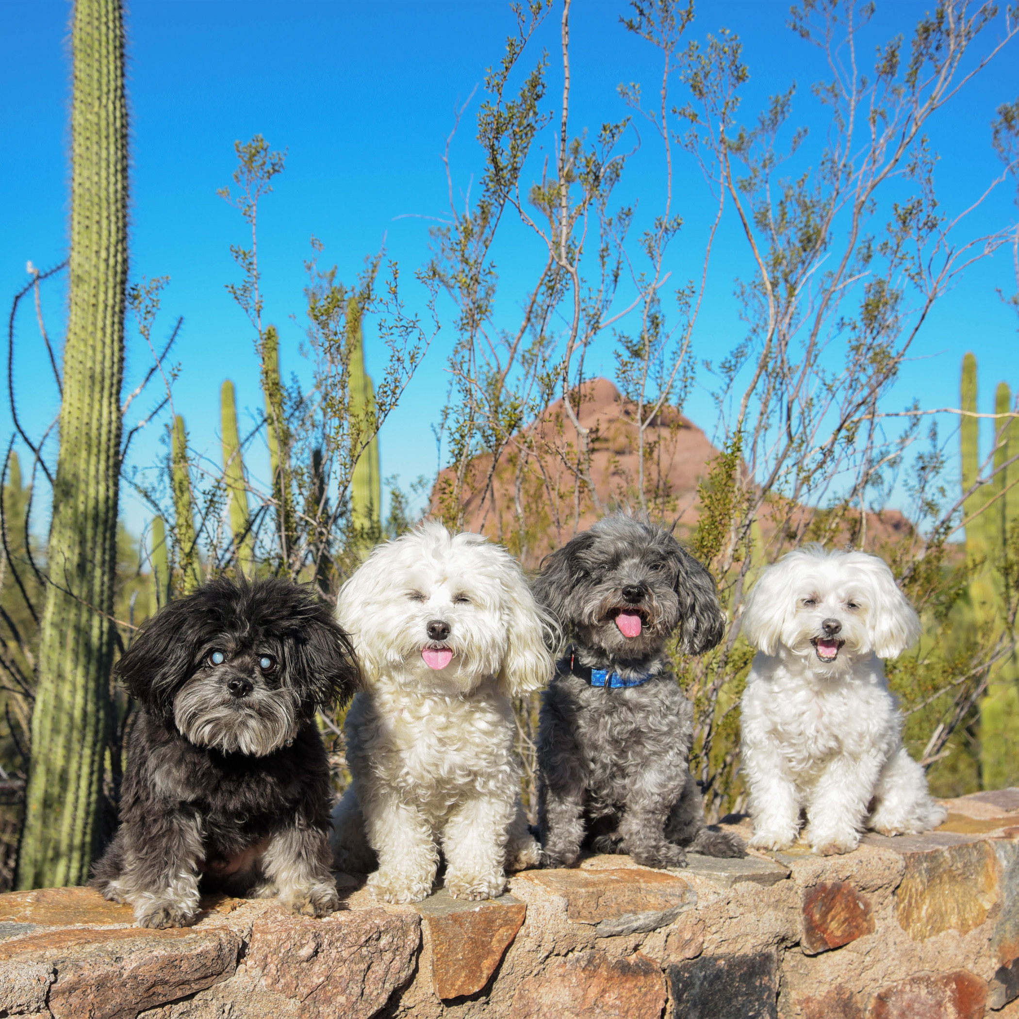  Seriously, Mom, why do you always have to pose us so we're looking into the big bright sun?!? 