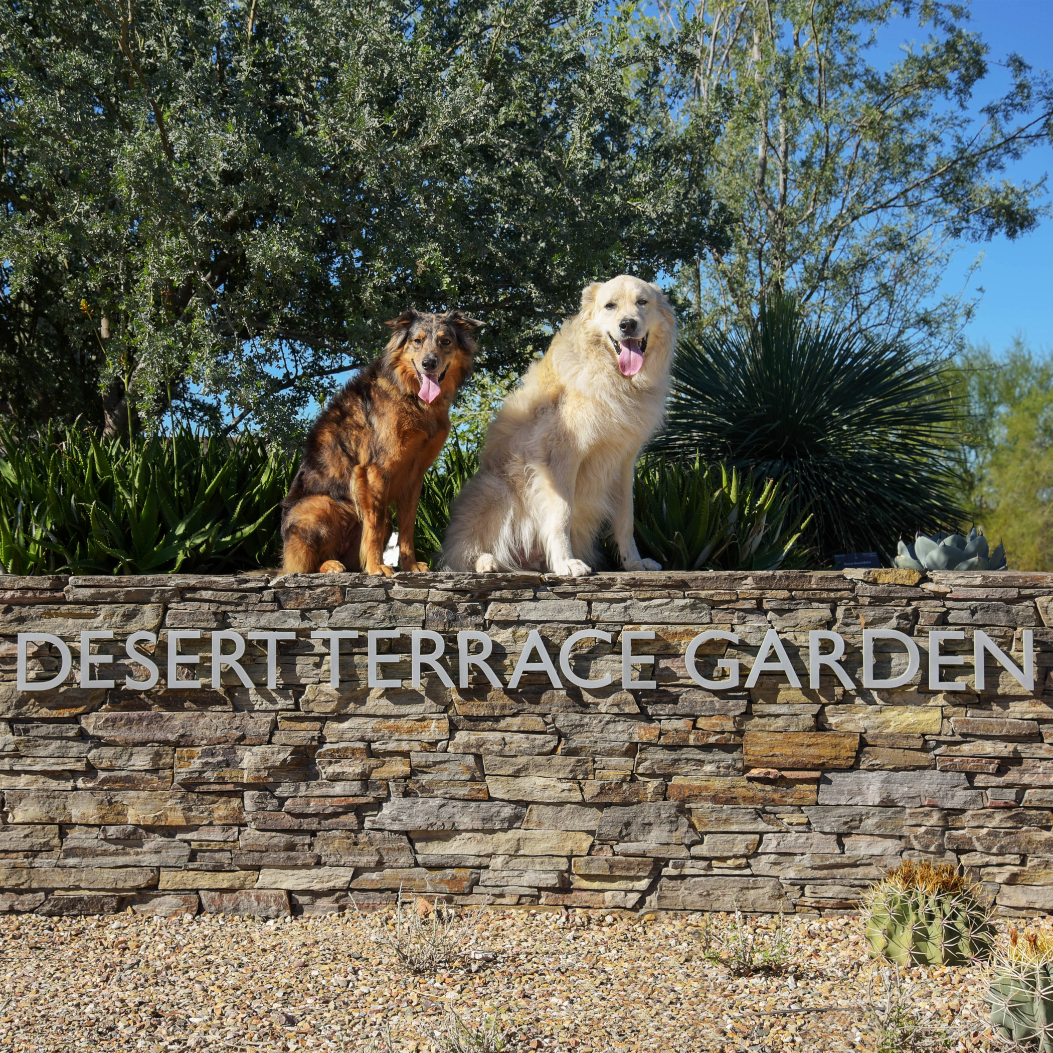  Our friends Apache &amp; Max are just as rock star as us, when it comes to posing for the camera! 
