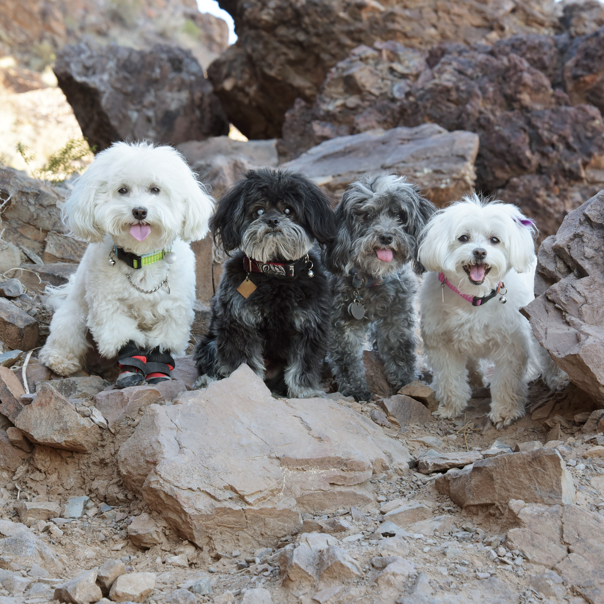  We went rock climbing today! Mommy &amp; Daddy had to help us in a few places where the rocks were too big for our little legs. But, for the most part, we scrambled up the rocks like we were professionals! 