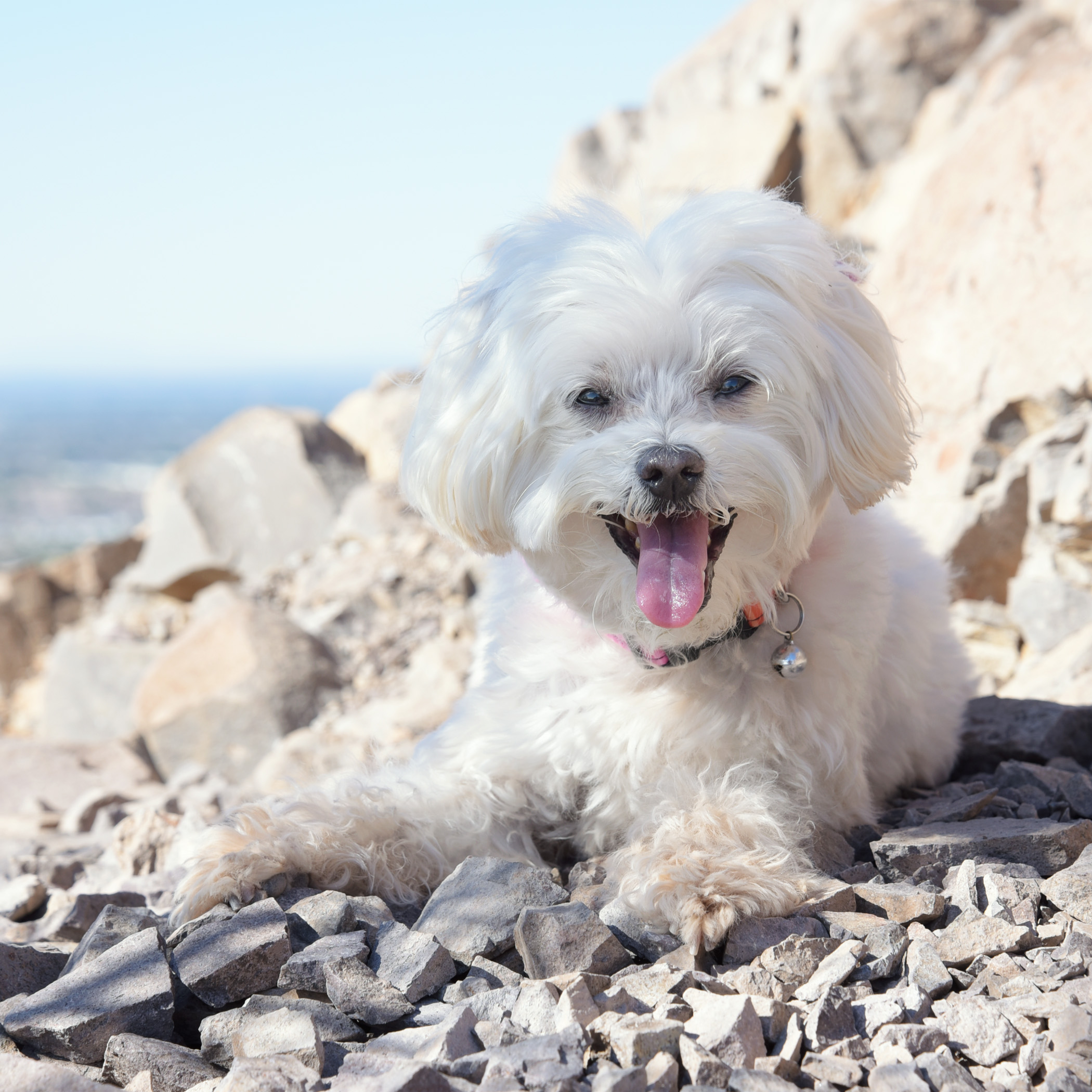  Leave it to Pebbles to find the only teeny tiny spot of shade at the top of the mountain! And, she looks so proud of herself, as well! 