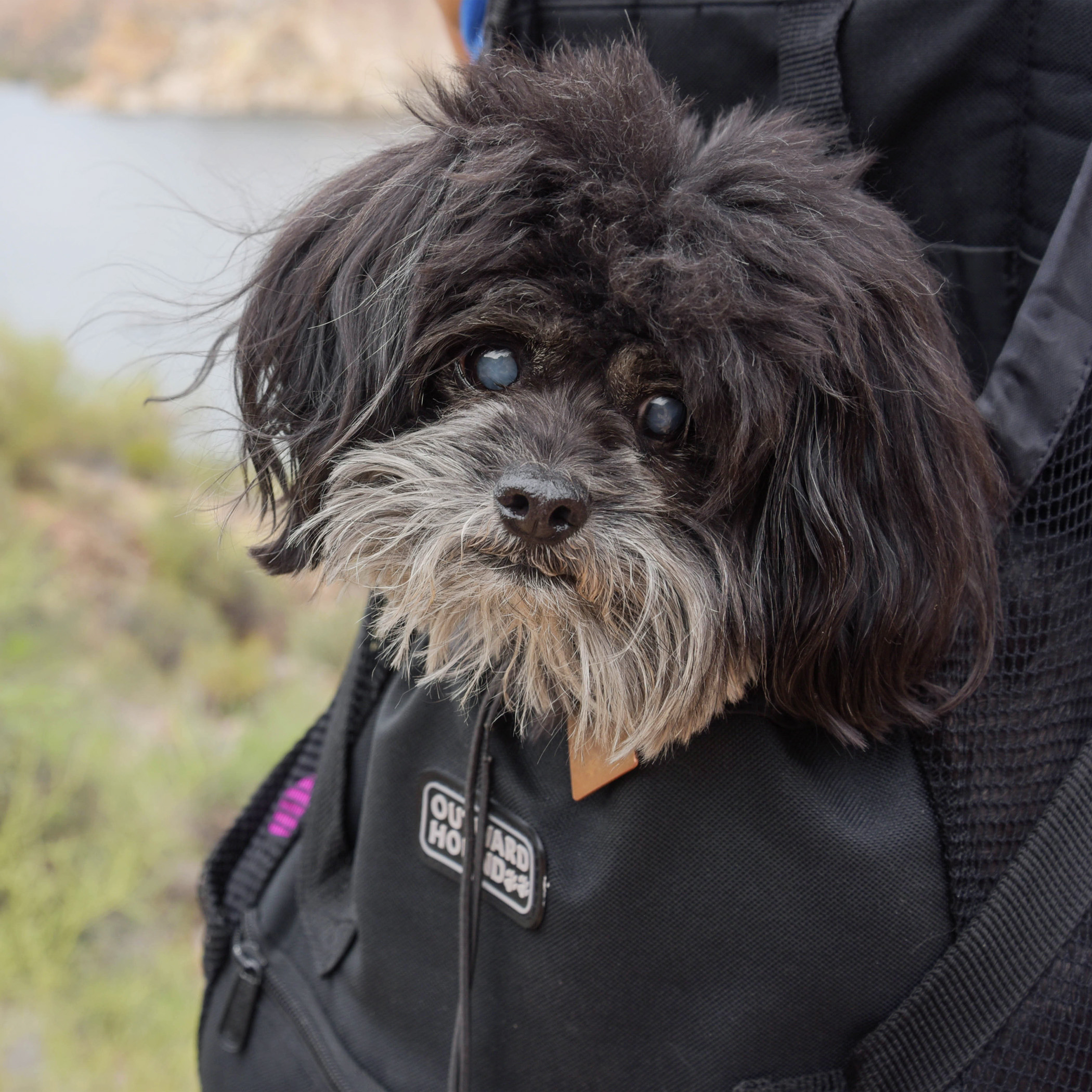  We attract quite a bit of attention when we’re out hiking. Usually, the people we come upon see Bruiser &amp; Pebbles hiking along with us. They’ll ooh and aah over the little fluffy dogs hiking…especially if they’re wearing their boots, and then ev