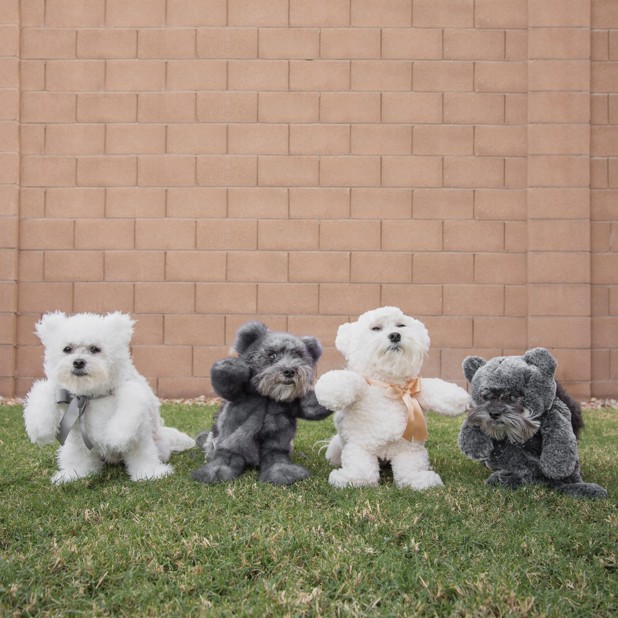  Despite what you may believe, we are not always a perfectly well posed pack…when teddy bear posing goes seriously wrong! 