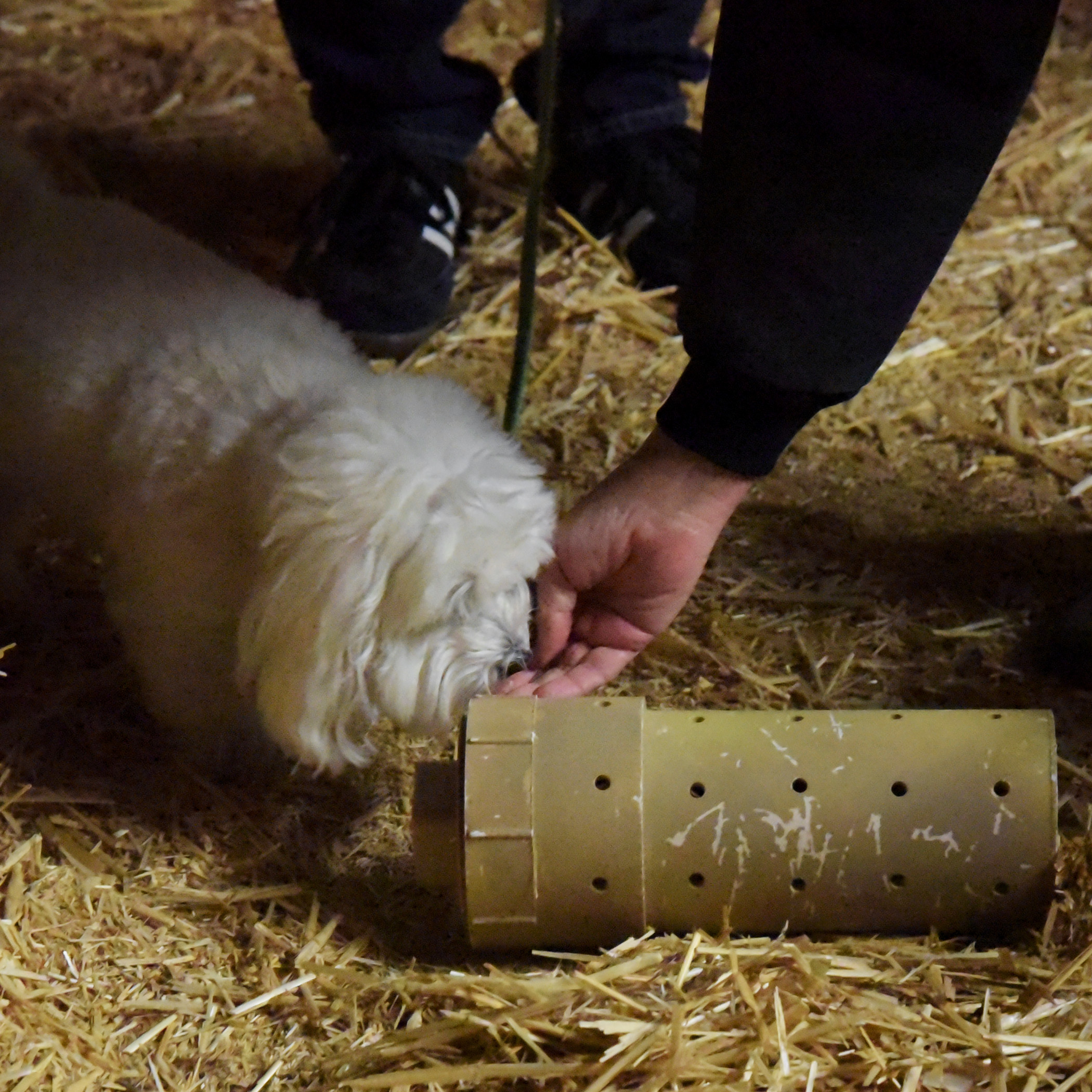  Teaching me that finding a tube with a rat is an awesome thing! Every time I sniffed and showed interest in the rat, I was positively praised, and got a treat!&nbsp; 