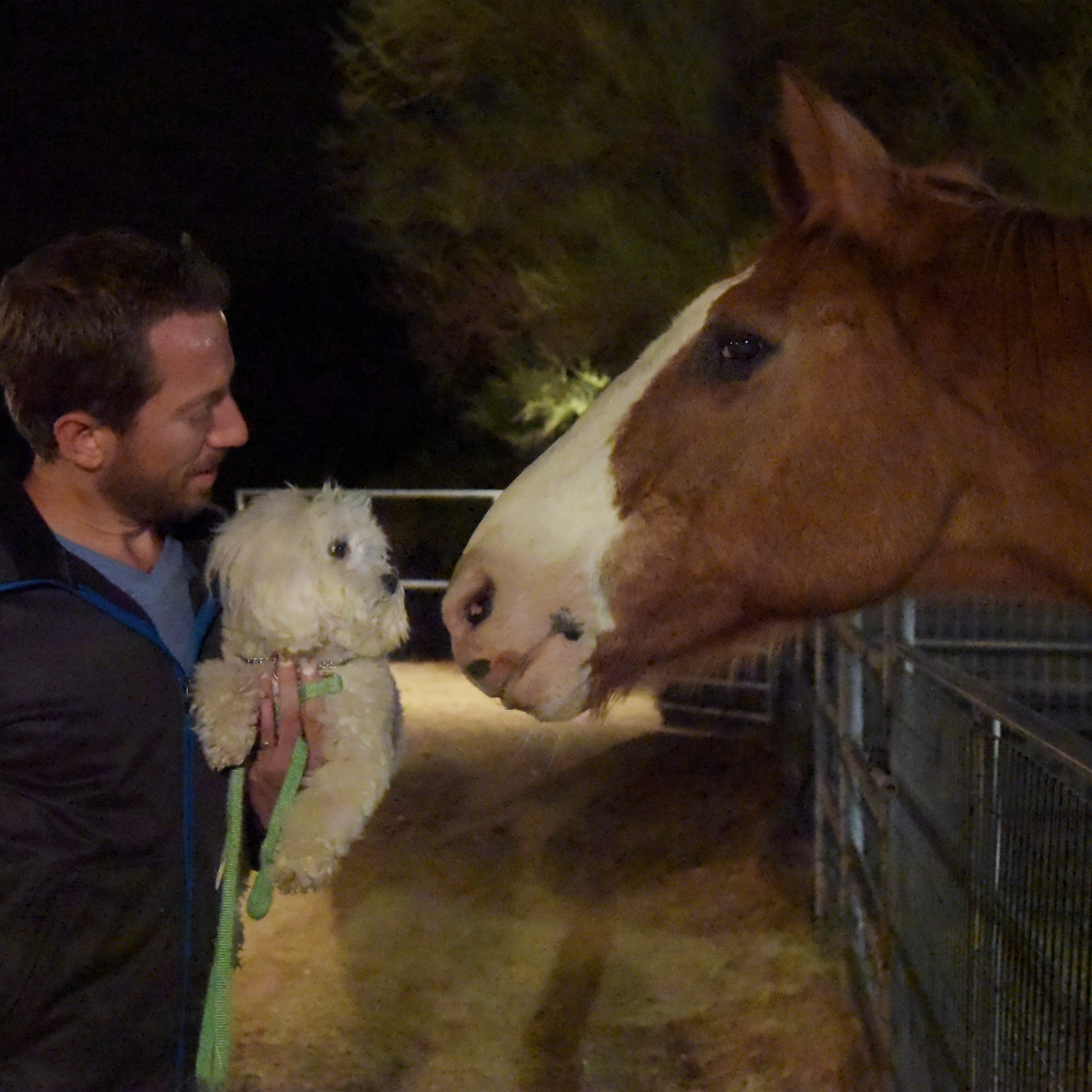  I also met a gigantic horse last night at class! He wanted to give me kisses…I wasn’t so sure! 