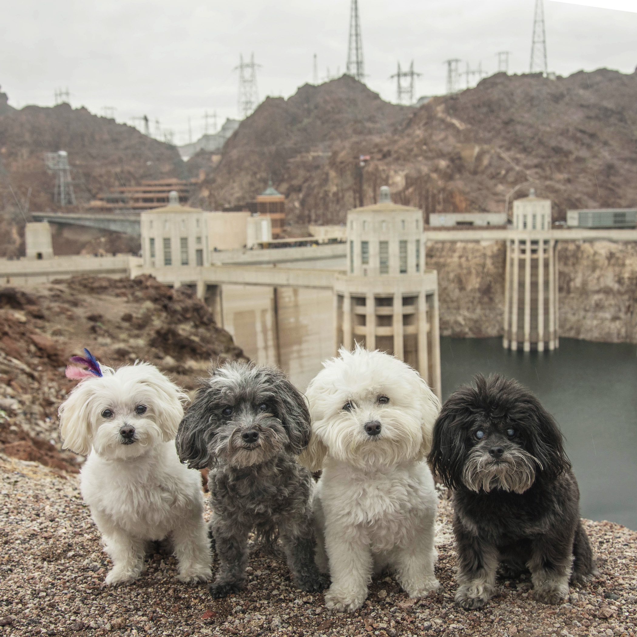  Our Daddy is a bit of a geek, so he drug us all the way to this Hoover Dam thing. We don’t get it, but we do love our Daddy, so if it makes him happy, then we’re in! 