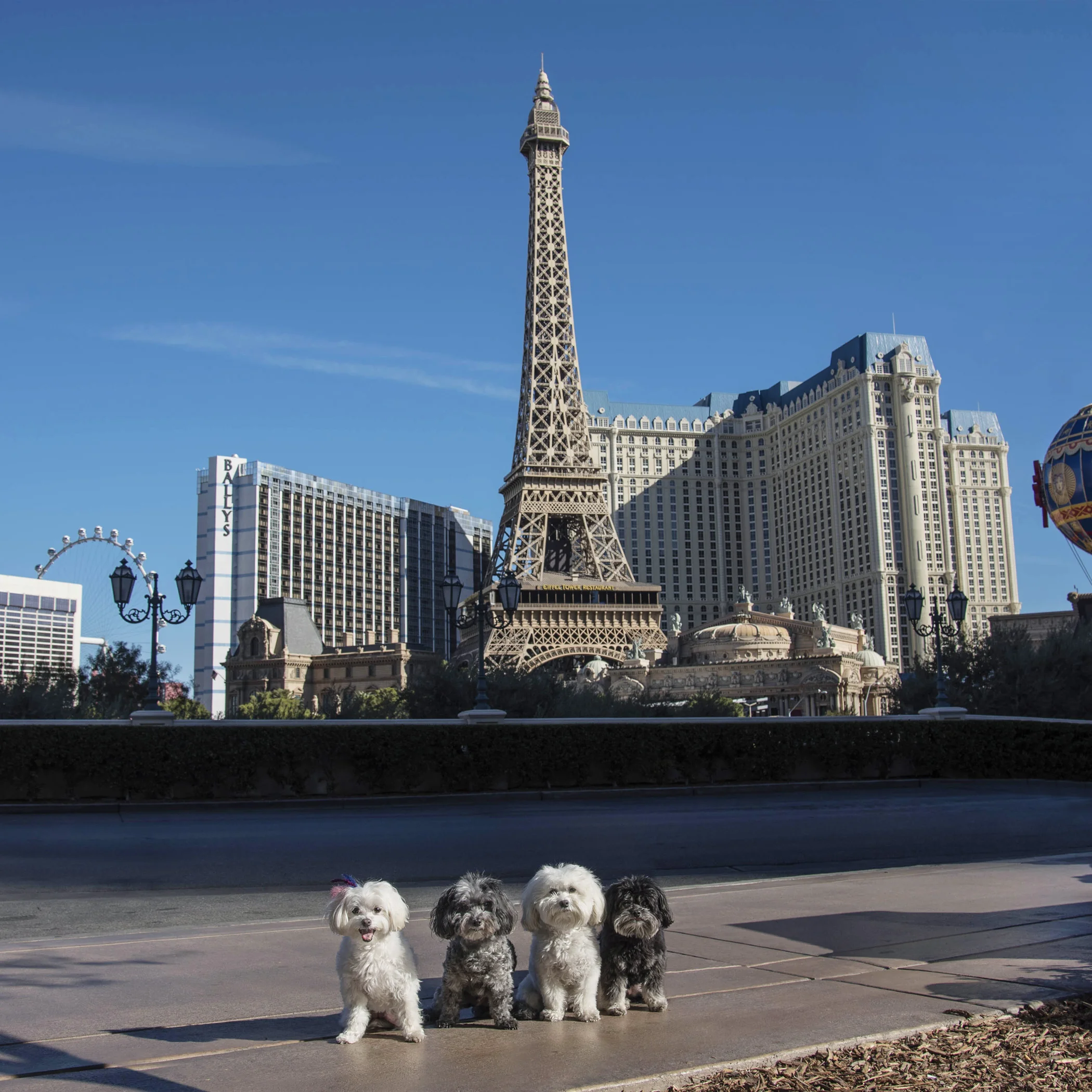  Well, guess we are traveling the world, who knew! Bonjour from Parieee! 