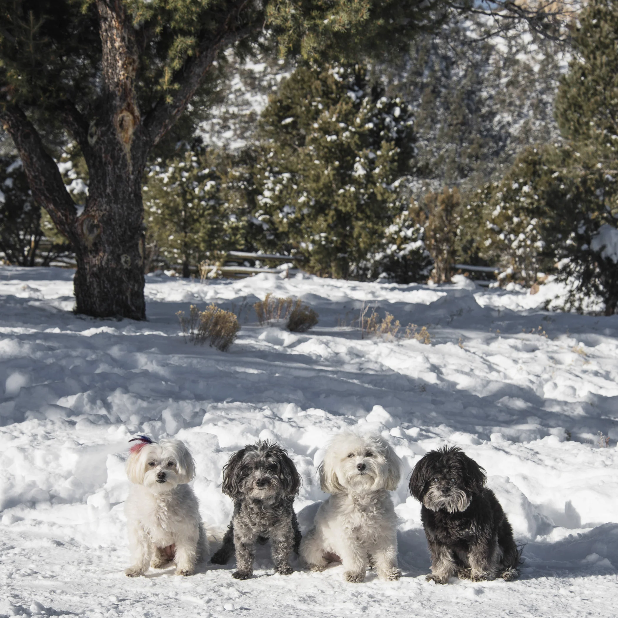  Like seriously, we’re already cold and now you have the brilliant idea to go up to Mt Charleston where there’s snow!?!? 