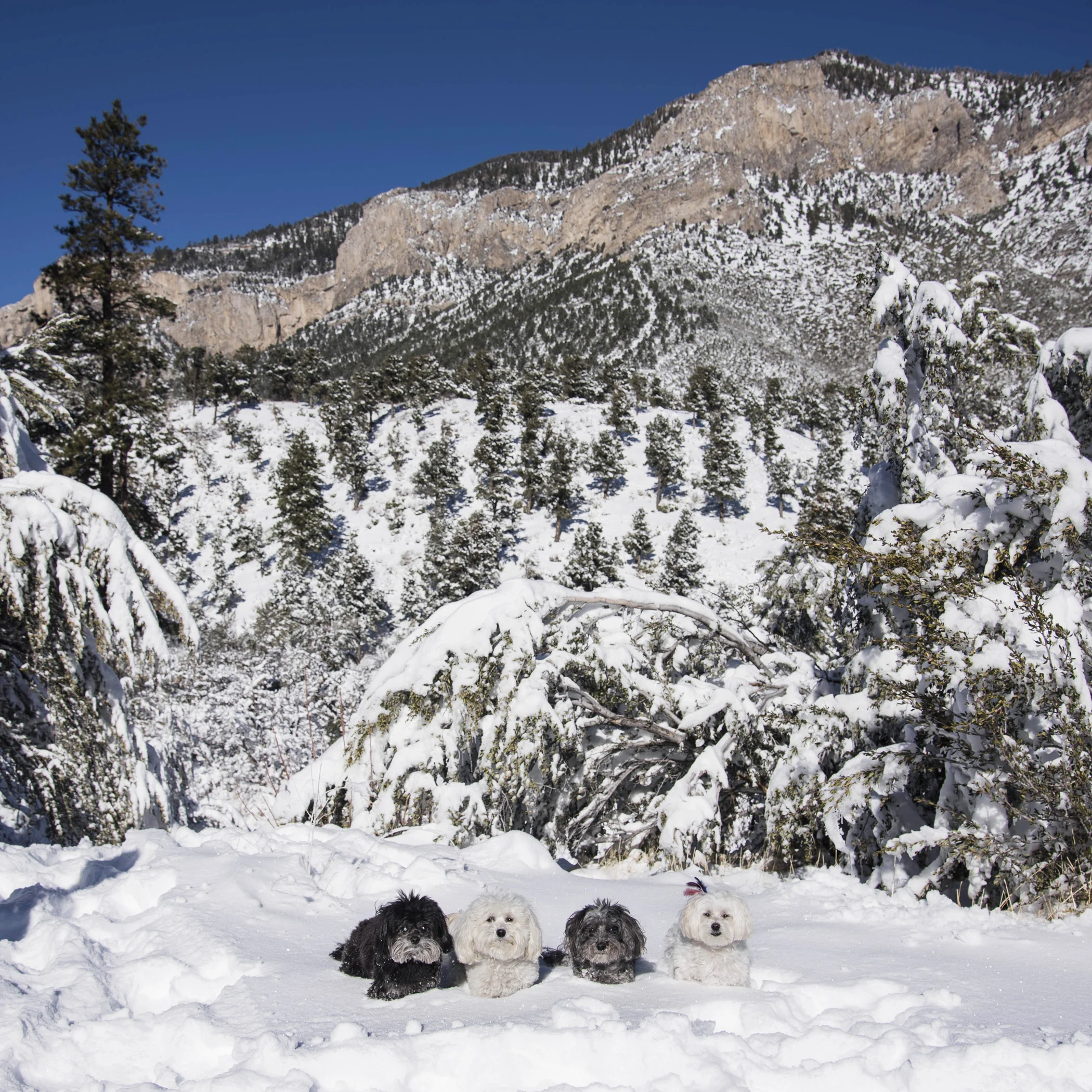  Oh, right, just standing in the snow wasn’t cold enough…we needed to be buried up to our chins! 