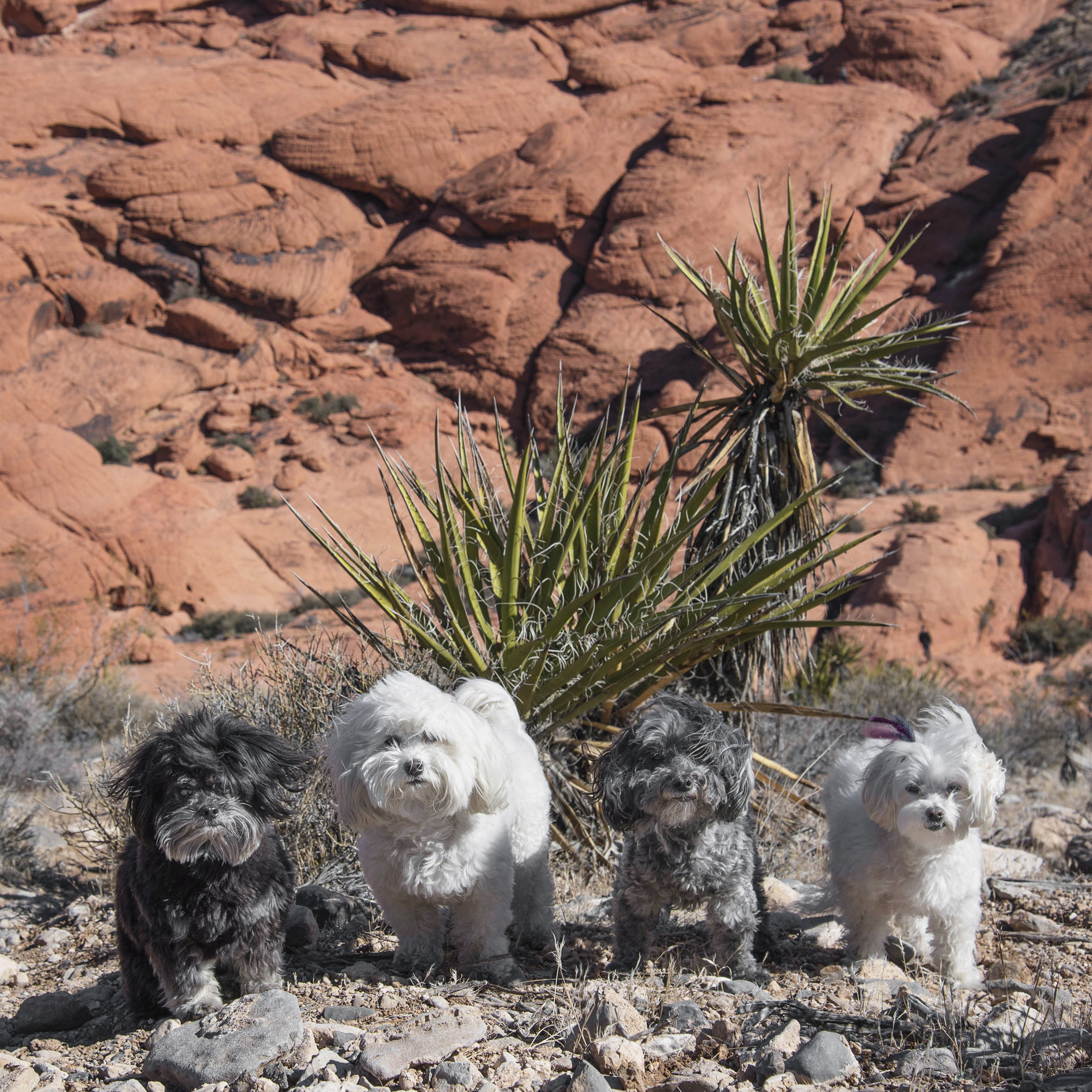  Could you have picked a windier spot, Mom? Again, so professional! If we’re not careful we’re going to blow off the side of this mountain at Red Rock Canyon! 