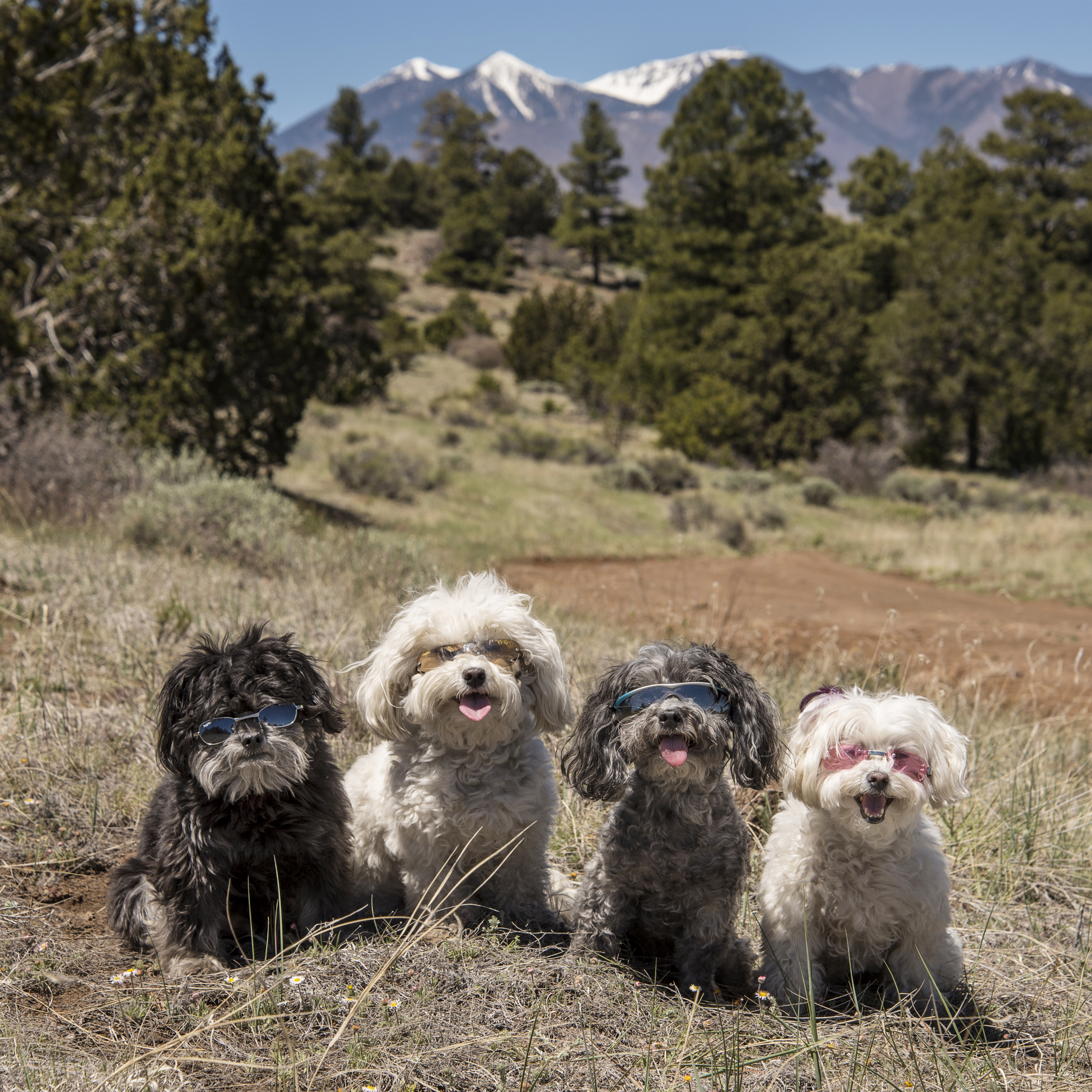  Since all we ever talk about is the warmth and sun of the desert, you all probably think that’s all Arizona is…but, nope…this is Arizona, too! Snowcapped mountains, evergreens and perfect temperatures. Part of what we love about Arizona…this is just