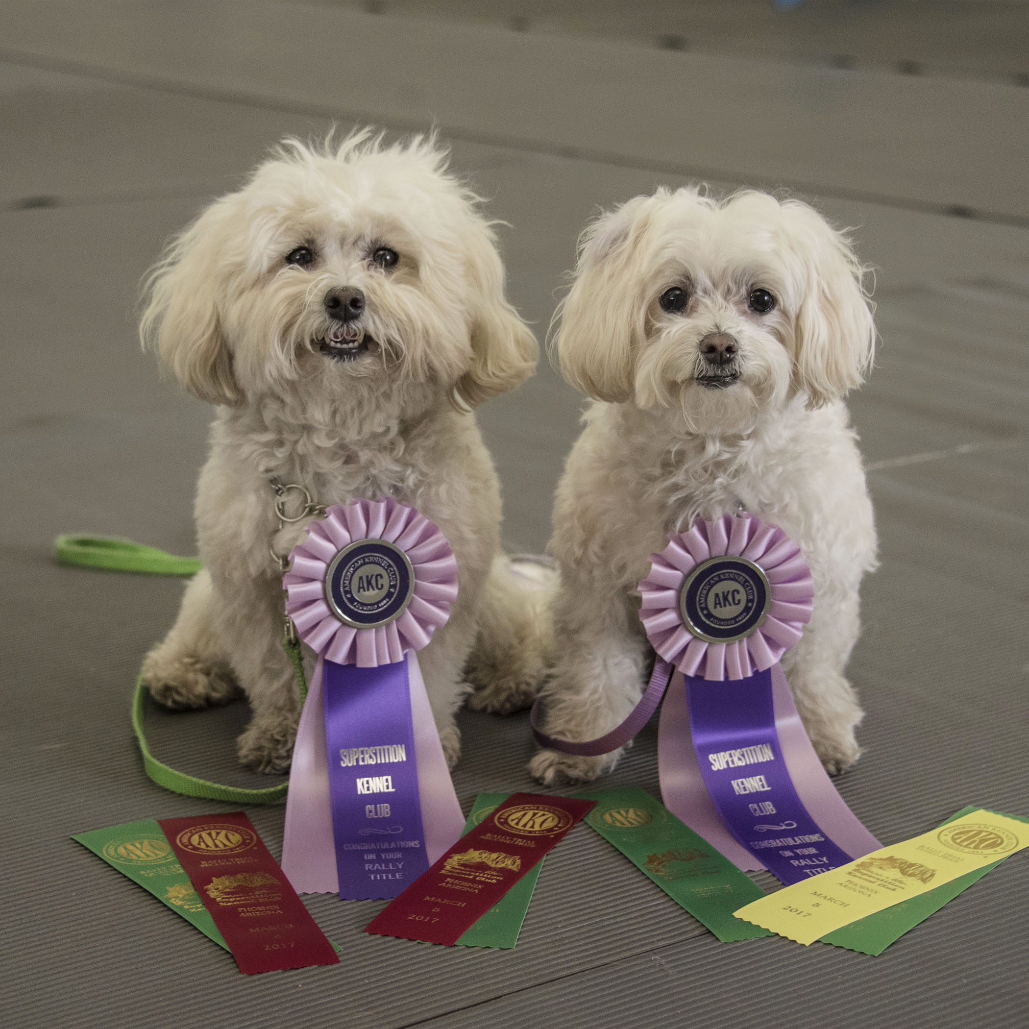  And, with that, the weekend’s activities come to an end on a wonderful high note! Both Bruiser and Pebbles had qualifying runs and earned their Rally Novice Titles! Bruiser with a score of 99 and Pebbles with a score of 93. Which also earned them 2n