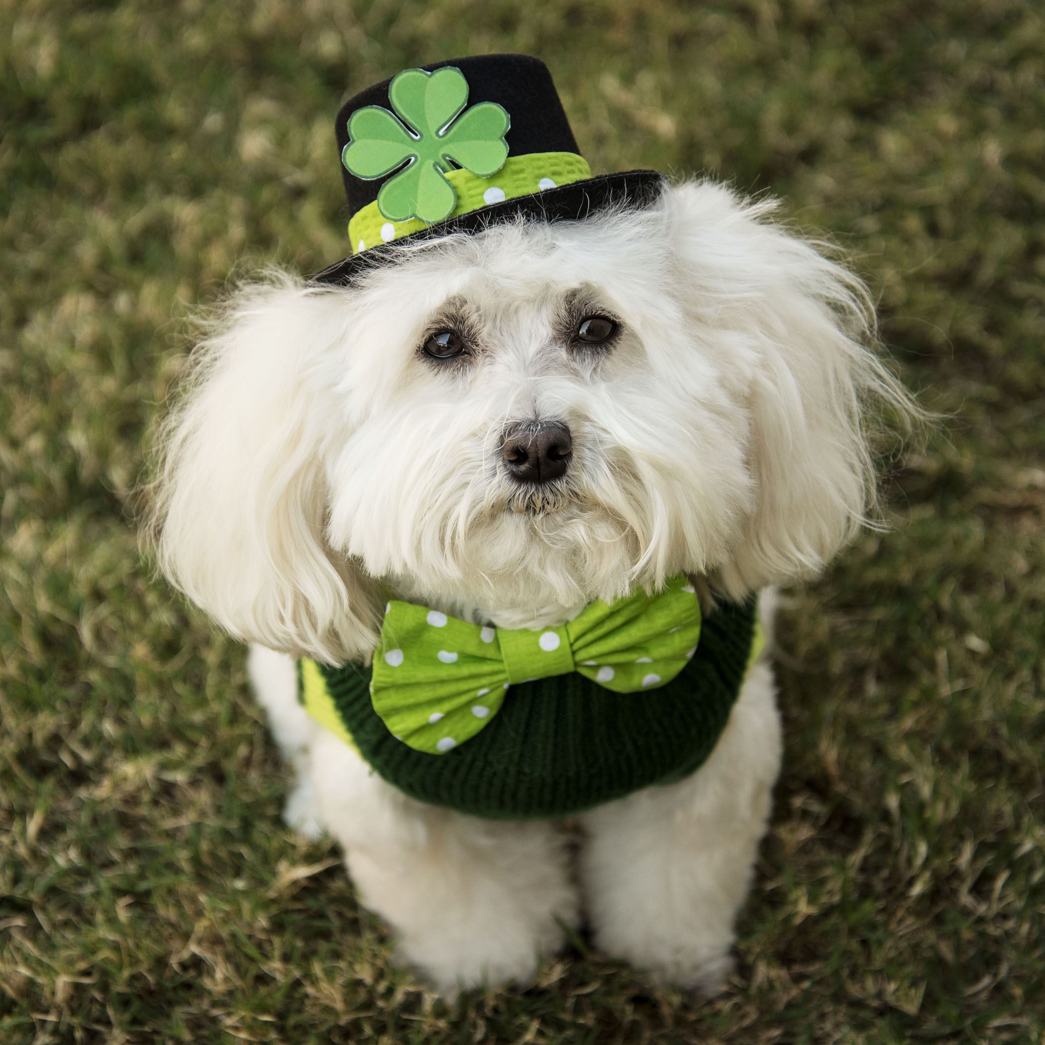  Are you feeling lucky today? Well, you should! Mom only had one St Patty’s day outfit…so instead of a group photo, you will be receiving individual St Patty’s Day photos and greetings from each of us! See, it’s your lucky day!!&nbsp; 