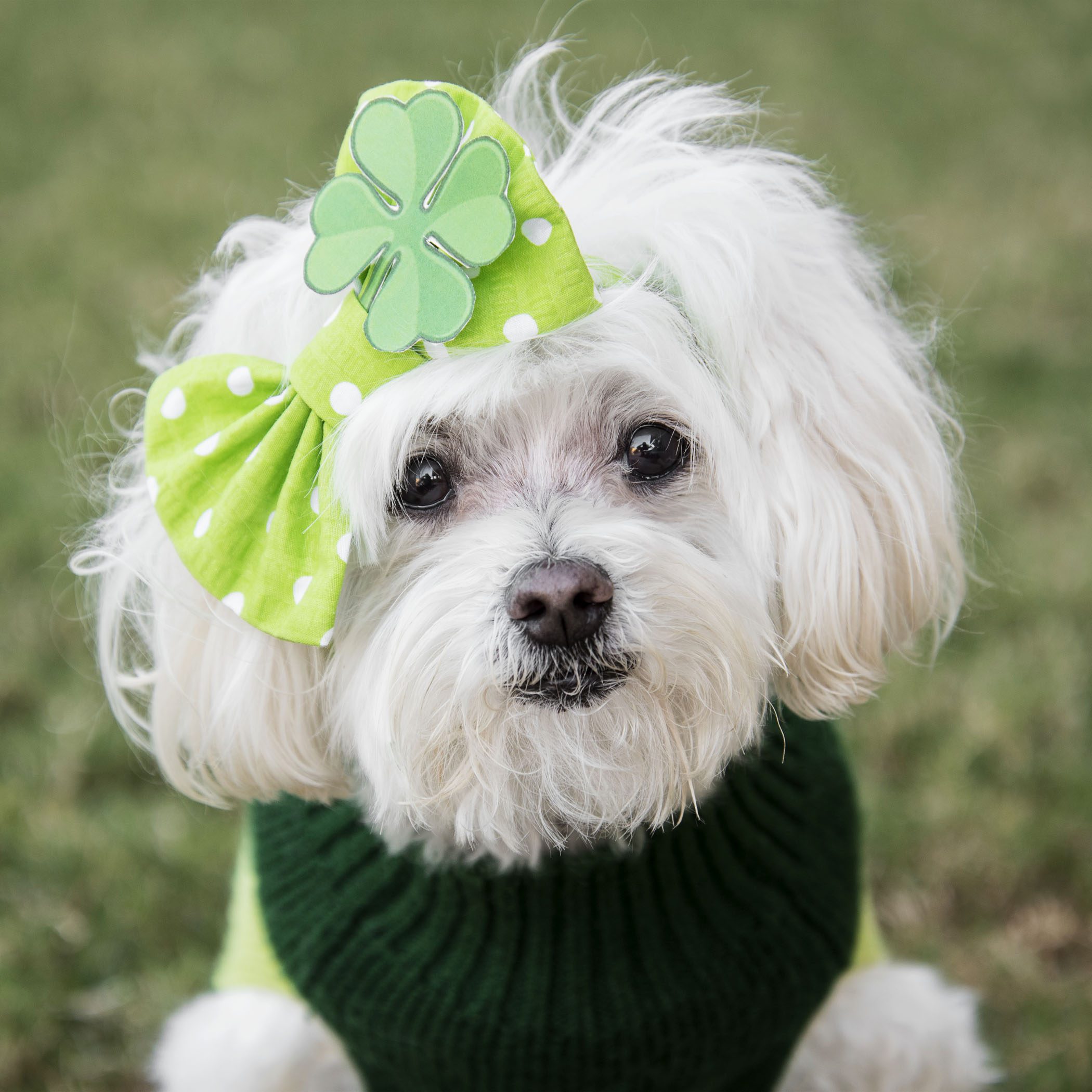  I told Mom there was no way I was wearing a top hat and bow tie, so she had to get creative with a little diva flare for our shared St Patty’s day attire! Mom says I look uber fabulous and oh so sweet, so I guess her creativity worked! 