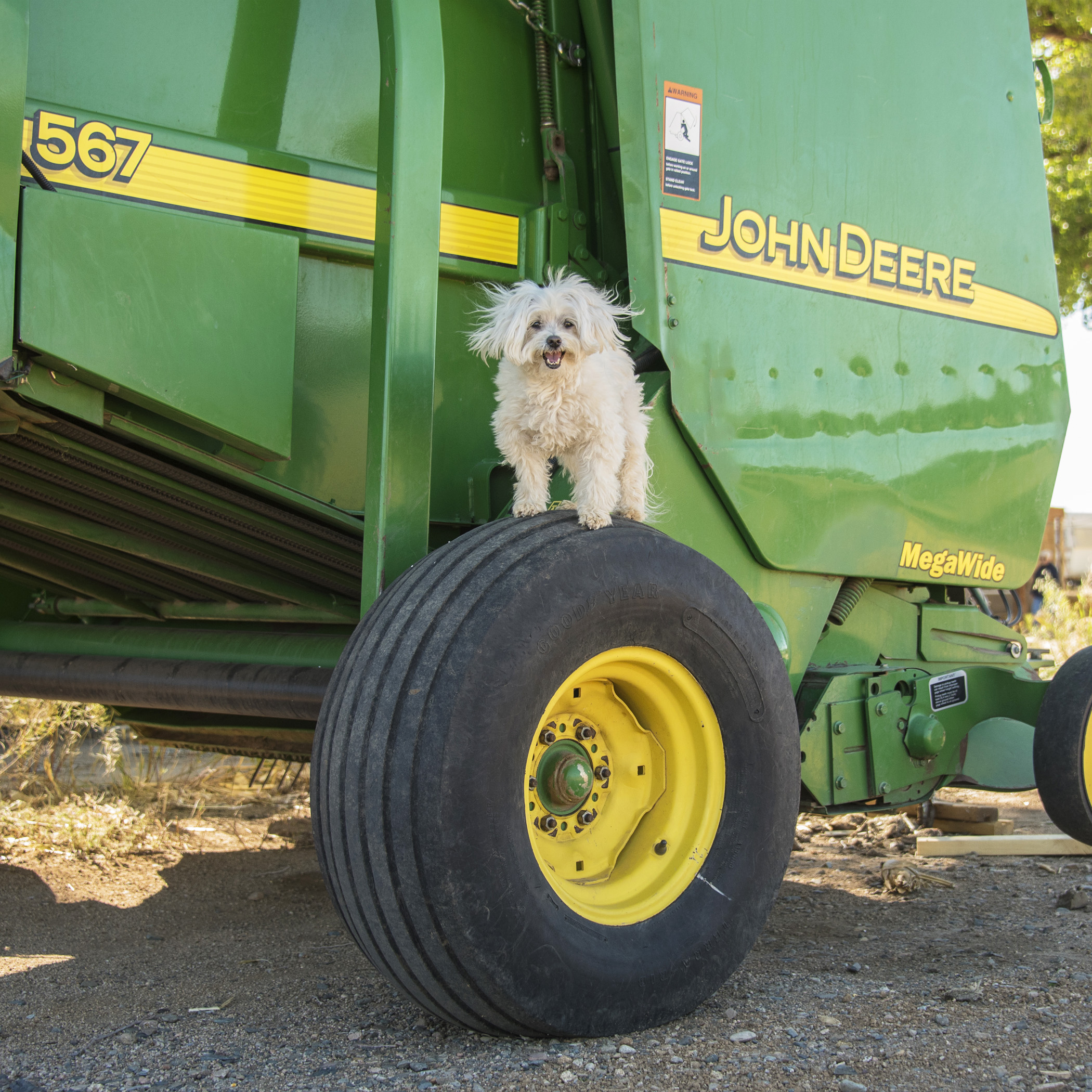  There was a break between the morning runs and the afternoon runs, so we did some extra exploring. Pebbles was practicing her model skills. What do you think, future John Deere model? 