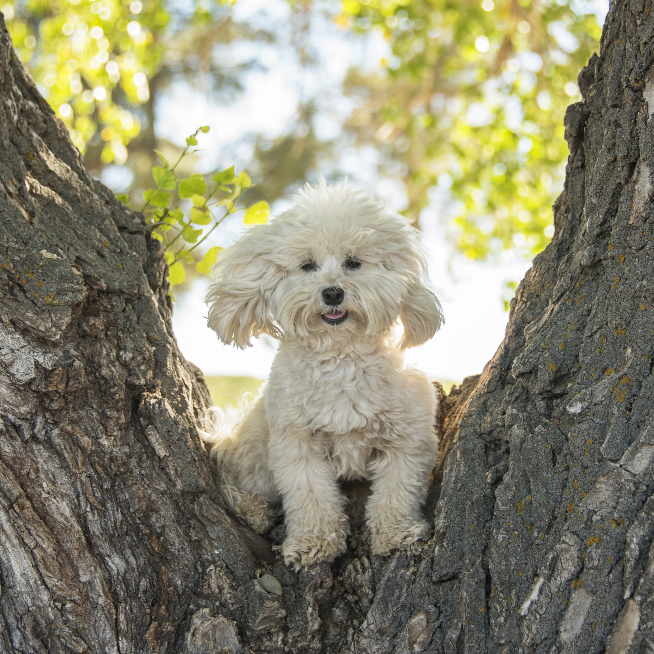  Bruiser found some really cool trees to climb! 