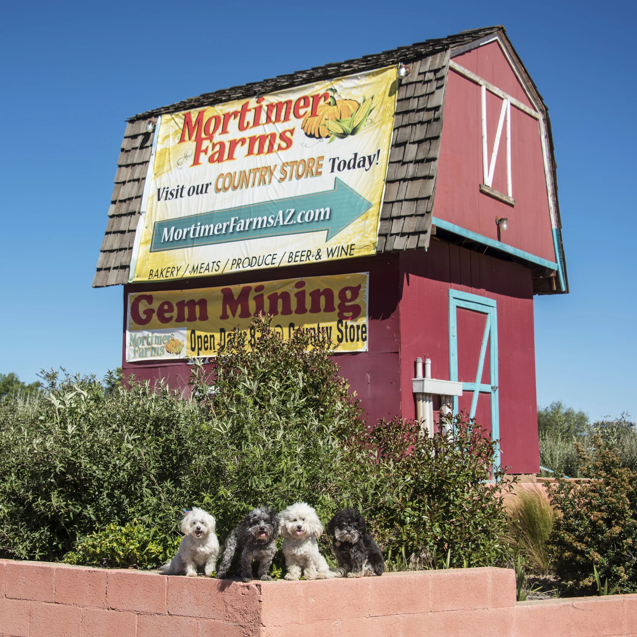 #MortimerFarmsBarnHunt
