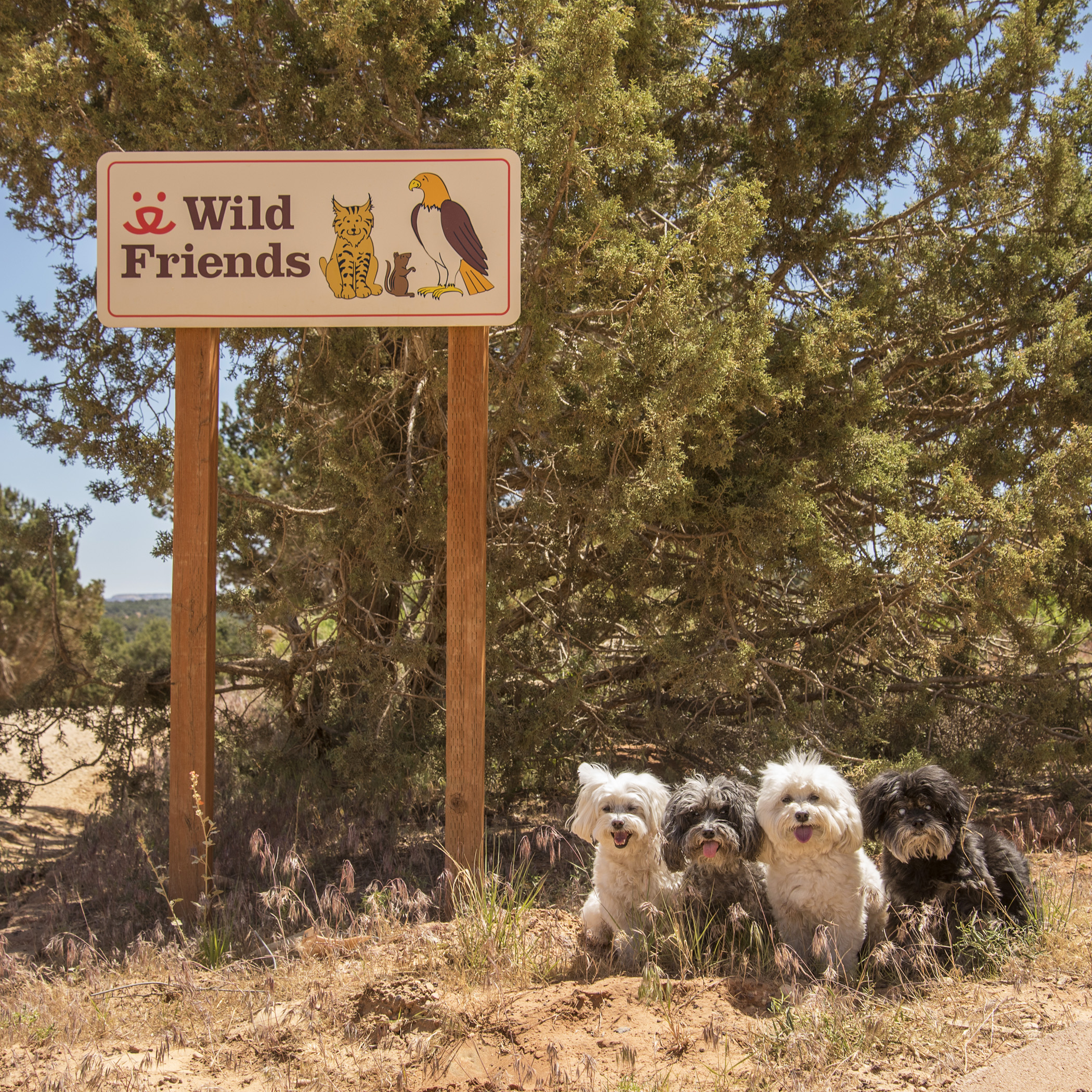  Mommy &amp; Daddy started their volunteering at Wild Friends. Wild Friends refuge is a state- and federally-licensed wildlife rehabilitation center for helping orphaned and injured wild animals get back on their feet – and back to the wild. A small 