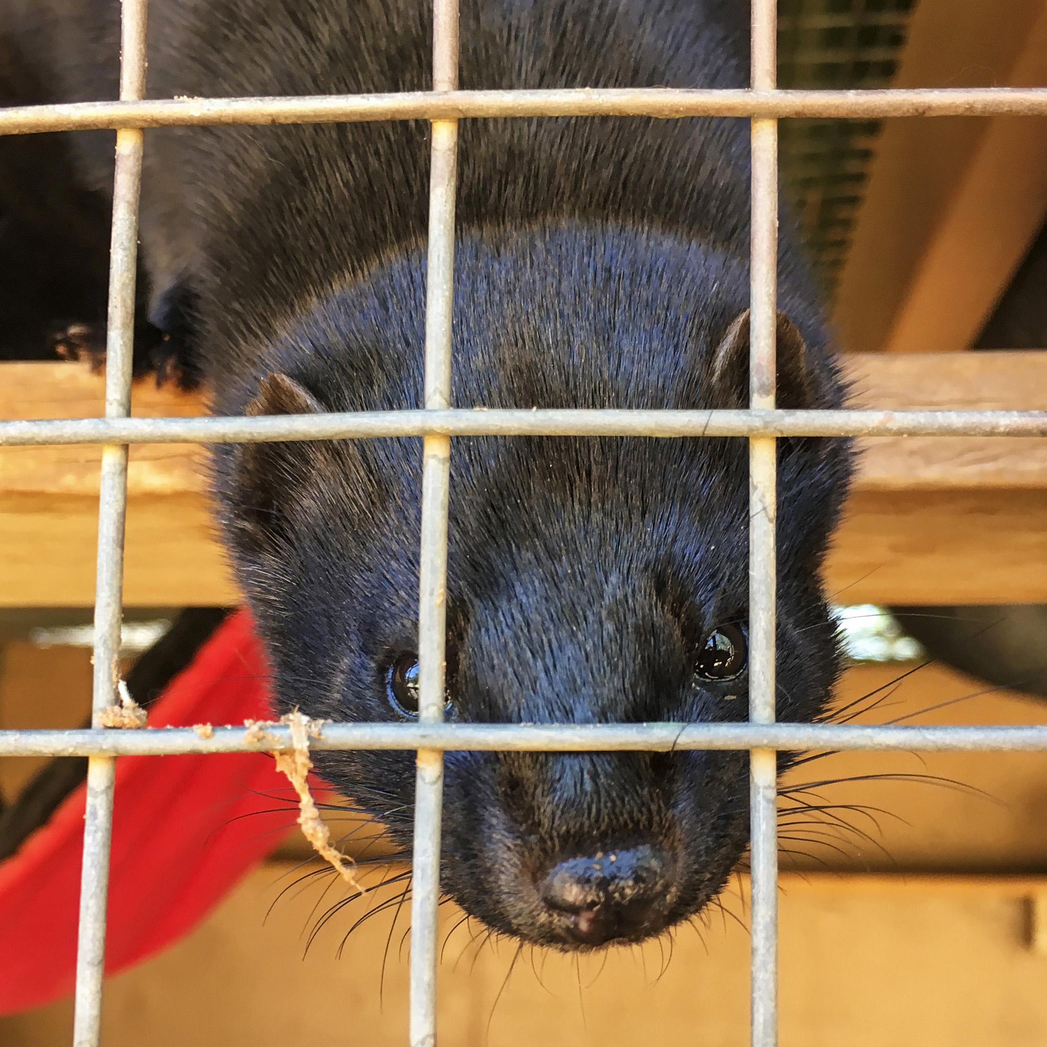 Believe it or not, there is such a thing as mink farming and breeding…for the fur. This lucky mink found his way off the farm and is now living the high life at Best Friends Sanctuary. 