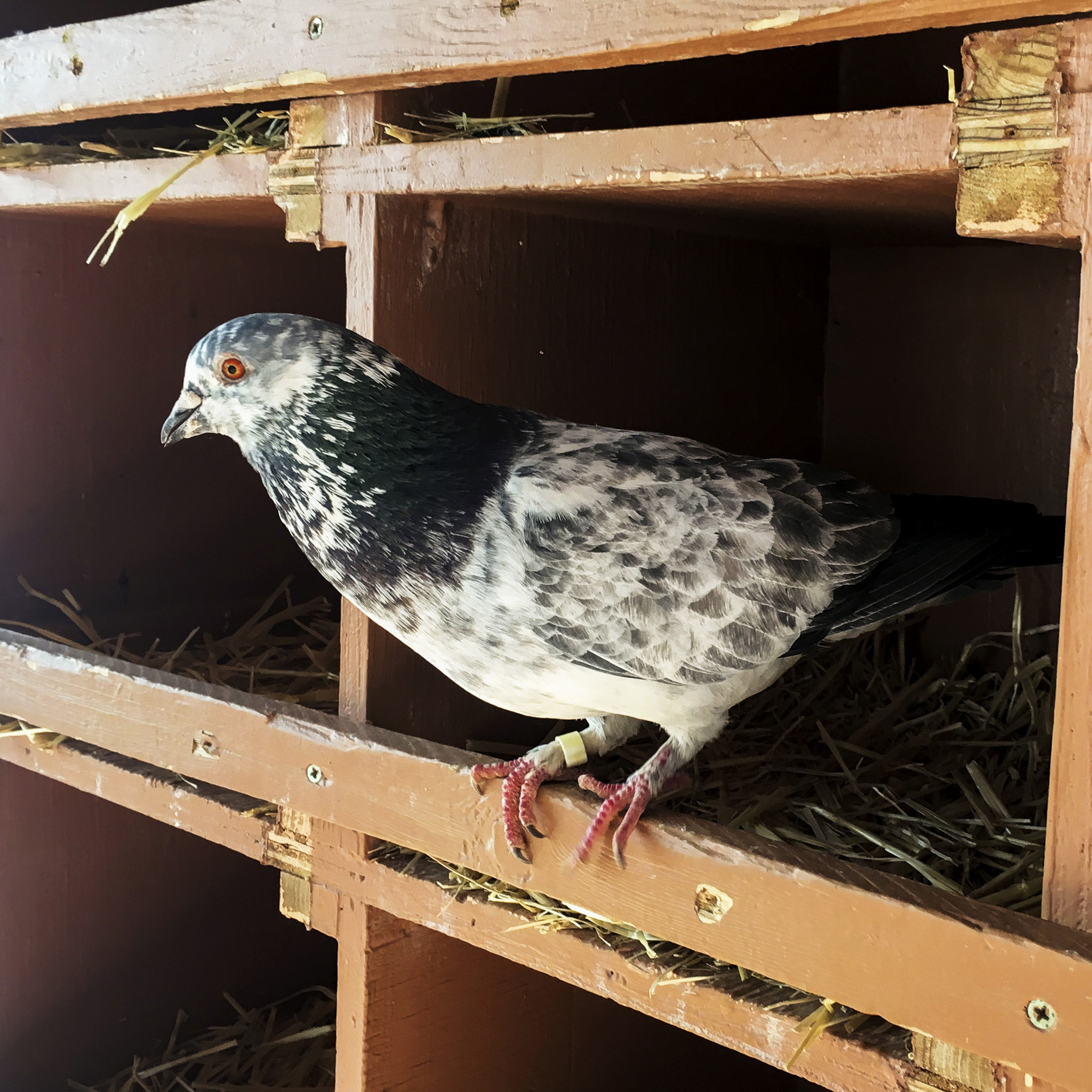  It’s common for injured pigeons, doves and other birds to come to Wild Friends to be rehabilitated. If they can be, they will be released back into the wild. If their injury is too severe, and it would hinder their survival, then they will live out 