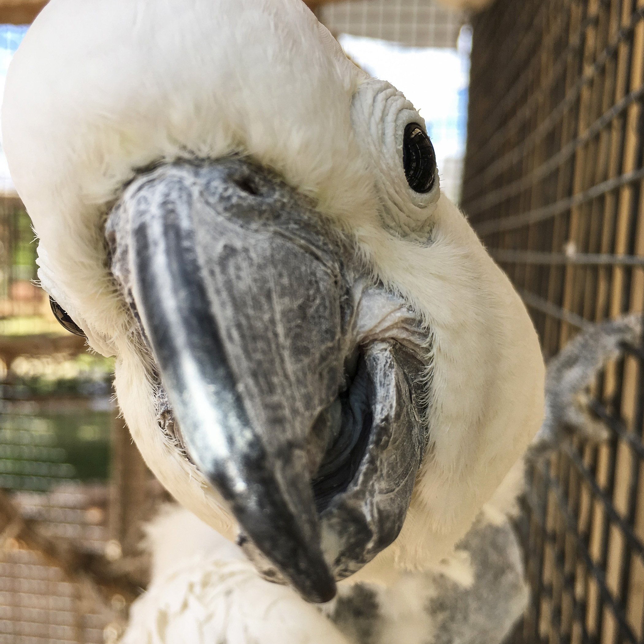  Parrot Garden's residents are both beautiful and talkative. Parrots need a lot of attention and mental stimulation, and many species can live a very long time. So a parrot is a real commitment! But there’s nothing these colorful creatures want more 