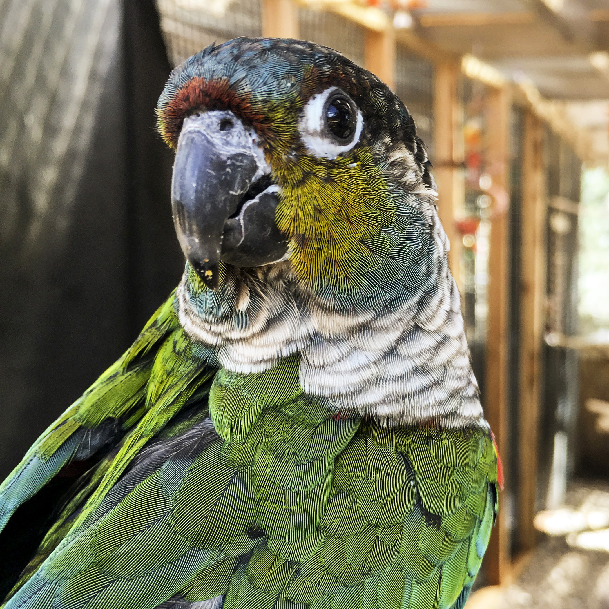  Parrots are wild by nature. They are not domesticated animals like cats and dogs, who have been selectively bred for suitable “pet qualities” for quite some time. Whether captured in the wild, or bred in captivity, parrots are at most only a few gen