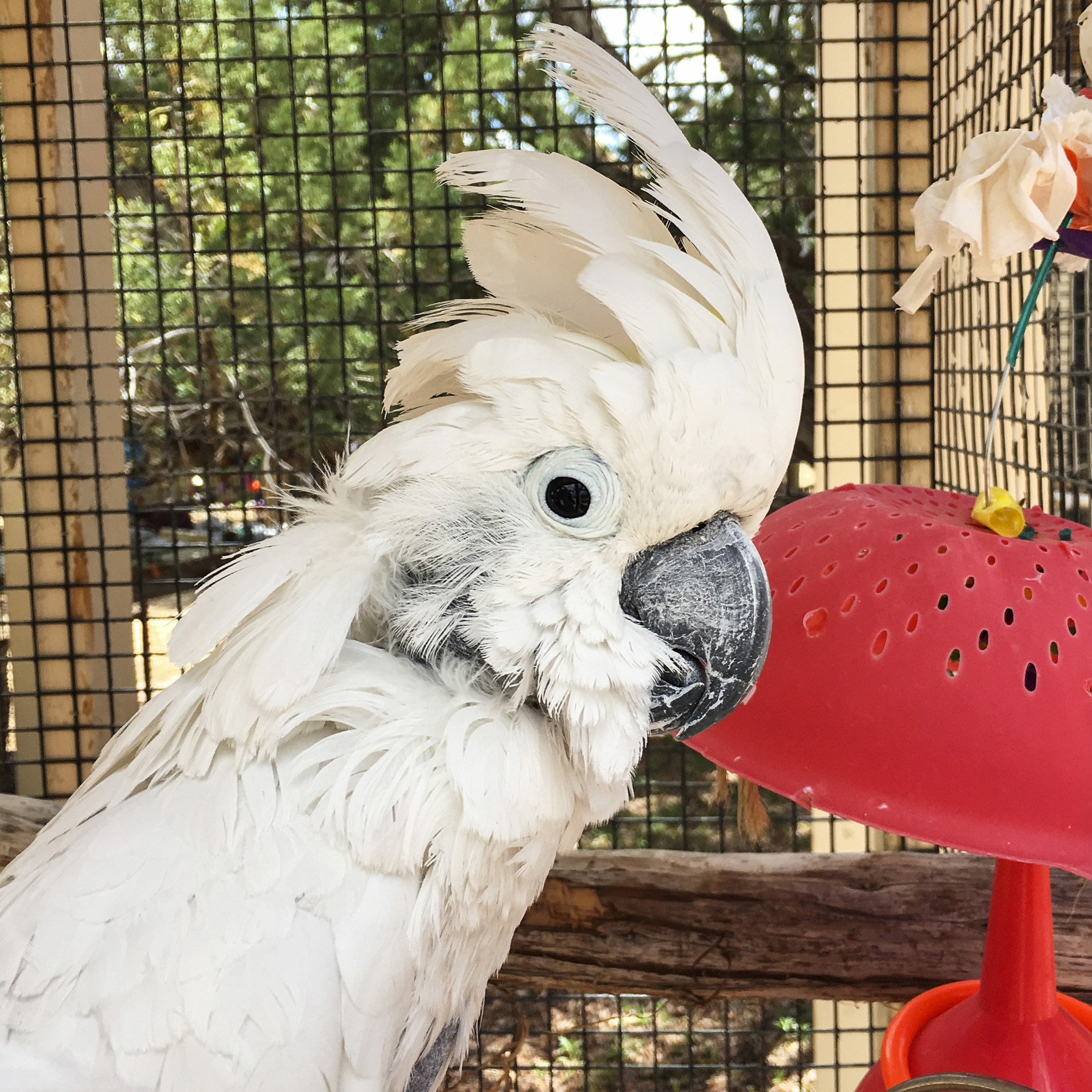  Mommy &amp; Daddy spent some of their volunteer time giving showers…to keep the parrots cool in the heat of the day. Some of them loved the showers, and would dance and move…others tried to stay in the very back, hoping the mist of the spray wouldn’