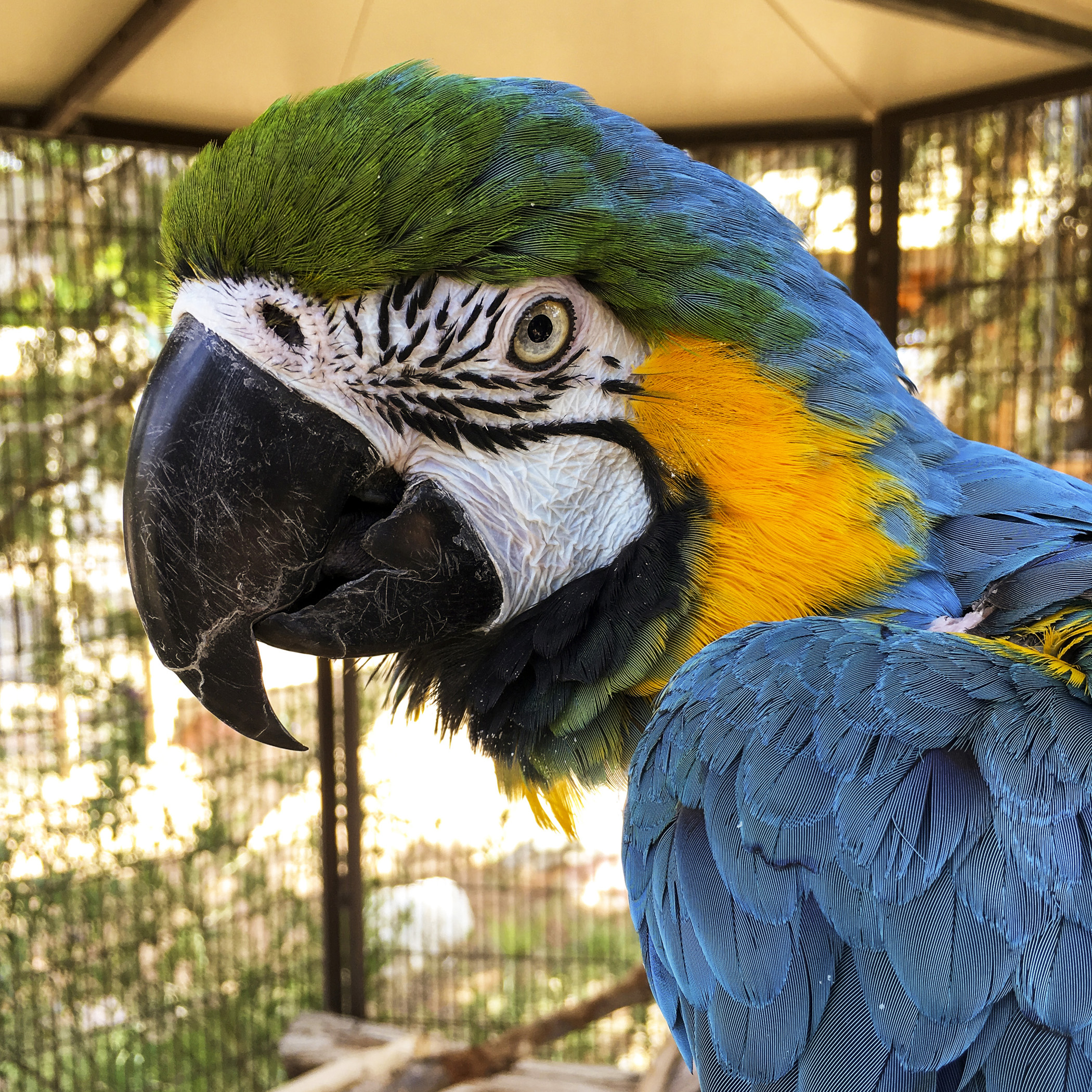  Small parrots, like cockatiels, may live to be 20–30 years old. Larger parrots, like cockatoos or macaws, may live to be 60–80 years old. So, adopting a parrot is truly a lifetime commitment. While adopting a dog or a cat is a commitment to the life