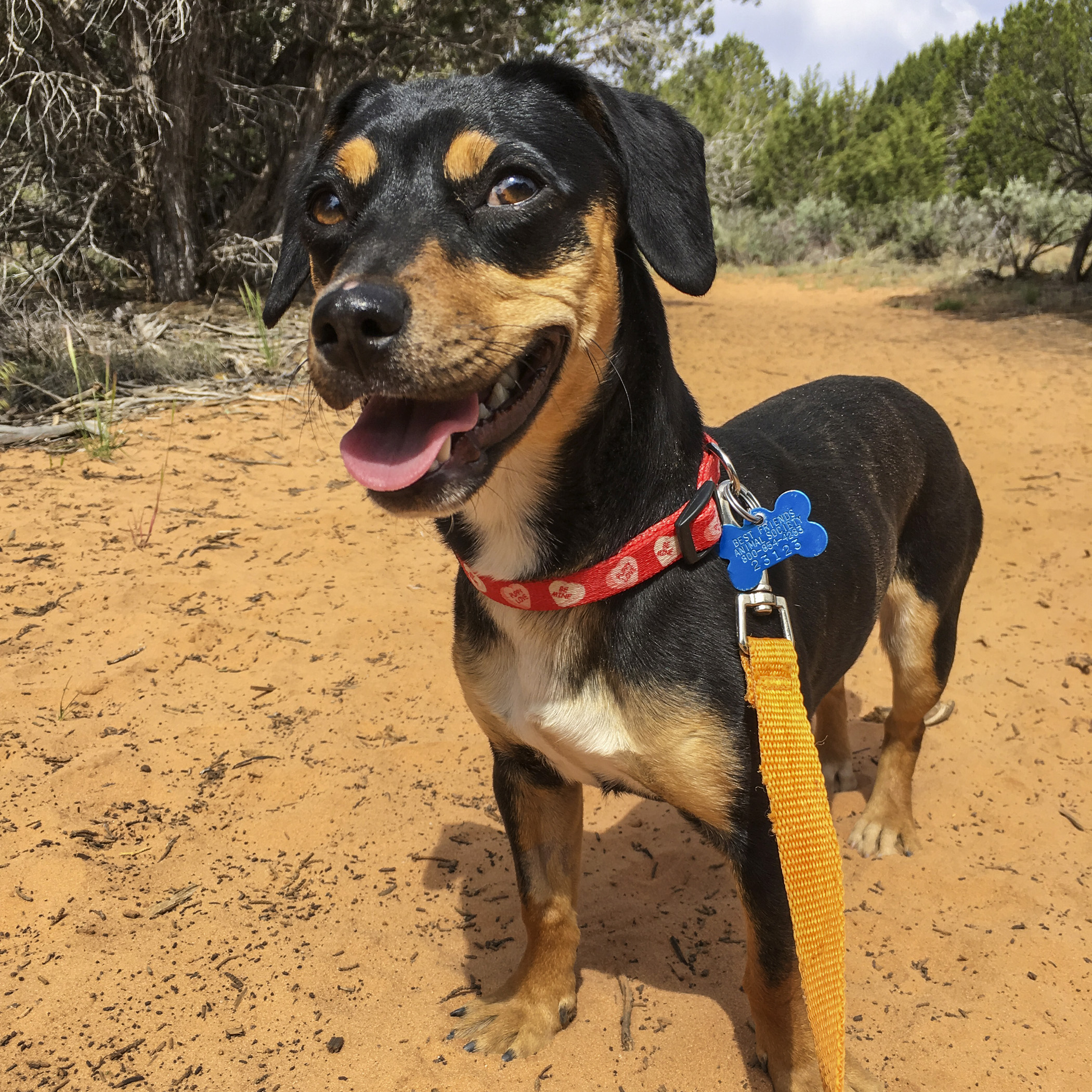  This cute little lady, Shire, is older than most puppies in the puppy section, but since she’s a smaller breed and not 100% comfortable with human handling, it is the perfect place for her to start out her journey. The expression says it all…why are