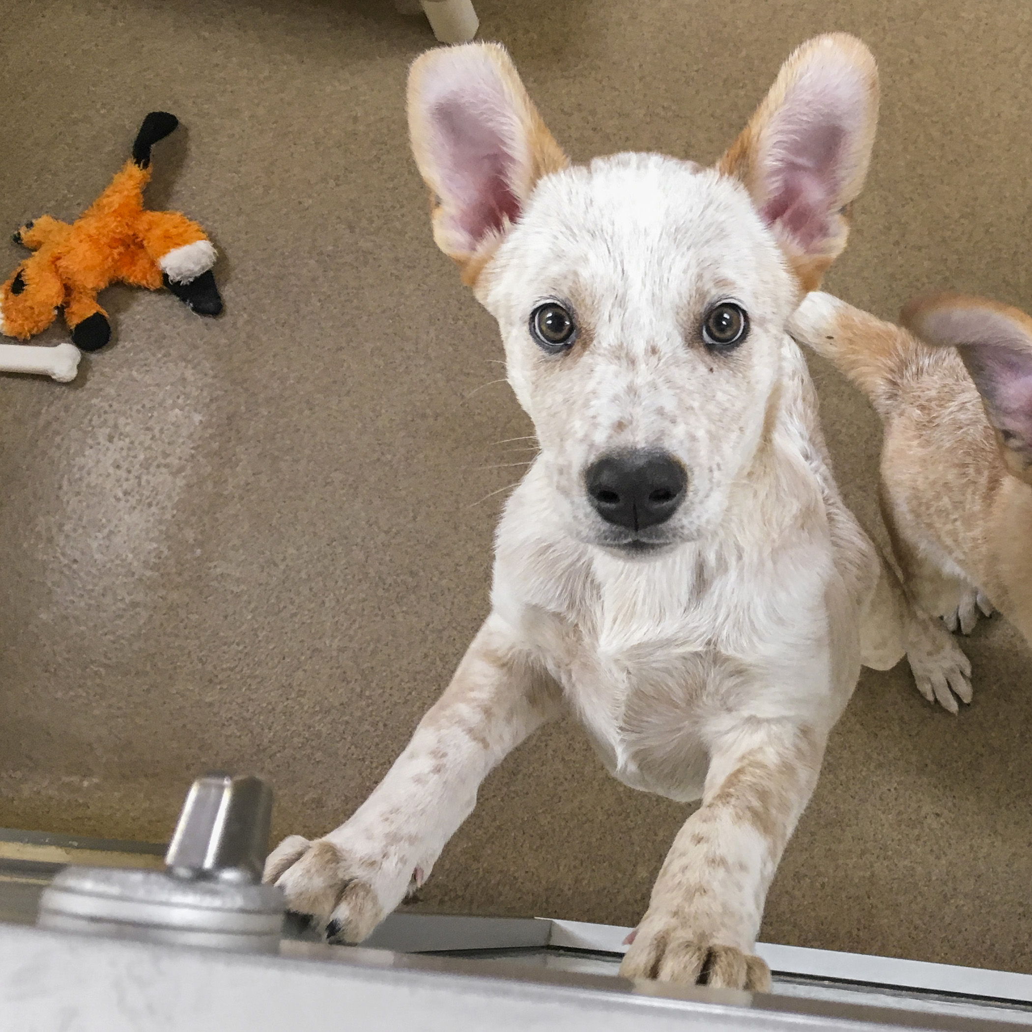  It’s a darn good thing, Olaf already has a pending adoption…as soon as the kid’s been neutered…because boy does he know how to work those puppy eyes! 