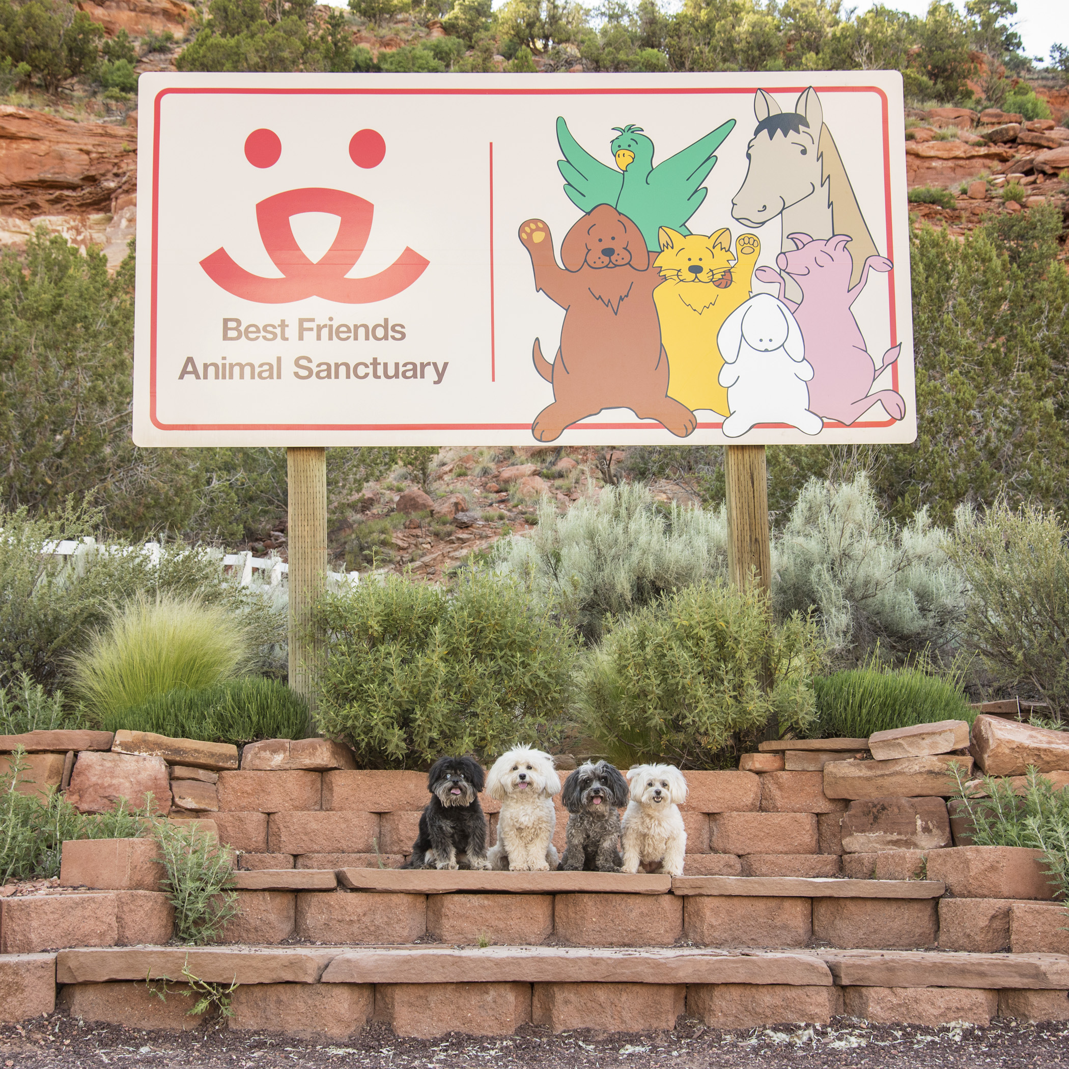  If you’re ever in Southern Utah, and have the chance, we highly recommend spending a day (or more) at Best Friends Animal Sanctuary. Even if you can’t volunteer, at least stop by and take a tour! They are an amazing organization, dedicated and commi