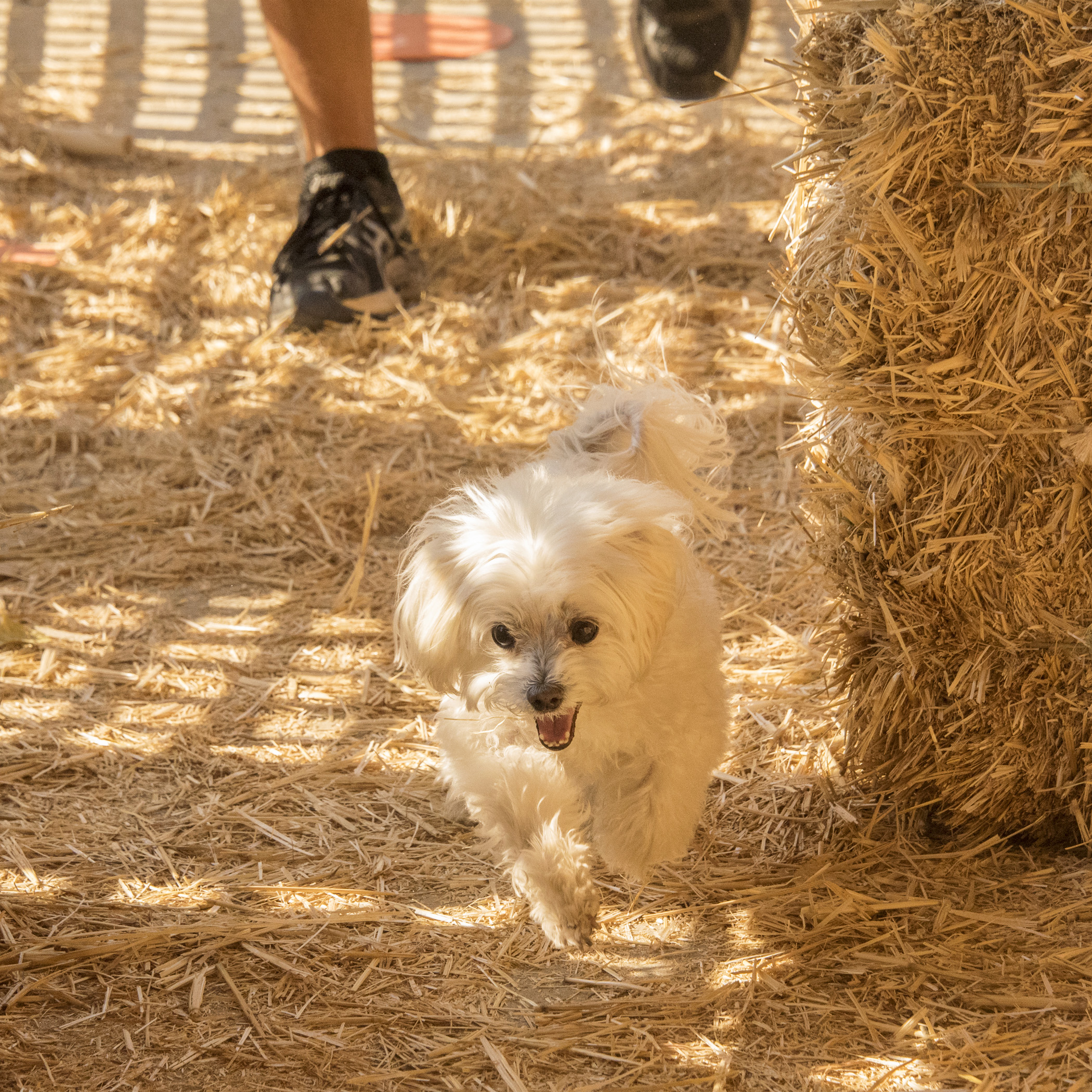  The morning started off with the speed and excitement of Crazy 8s! That’s where you have two minutes to find up to 8 rats, go through the tunnel and climb. You get points for everything you do! 