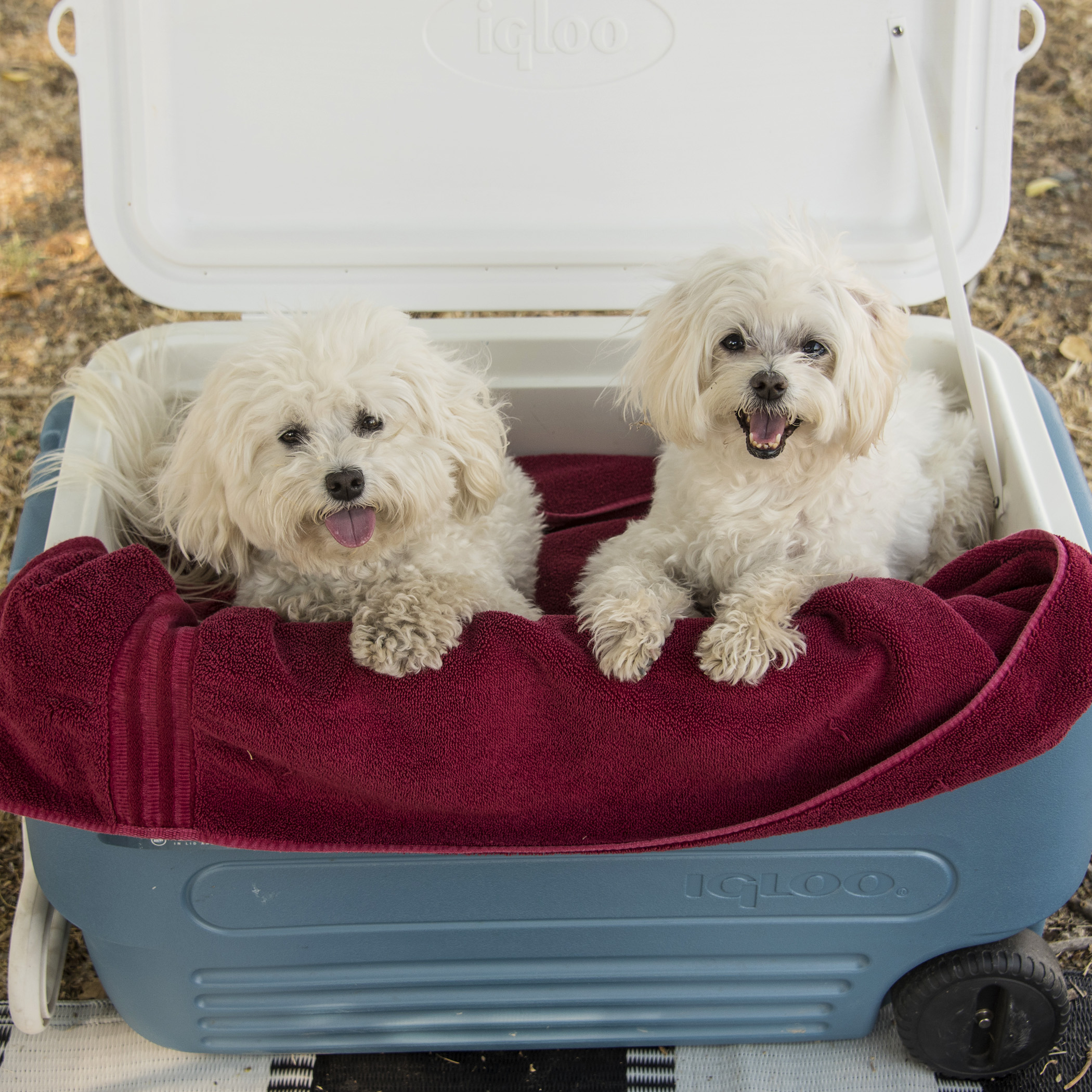  Mom wanted to make 100% sure we didn’t overheat. We tend to get really excited when we’re hunting and when you add our excitement level to the heat, it would be easy for us to get too warm. This was her solution. We think she’s pretty ridiculous! 