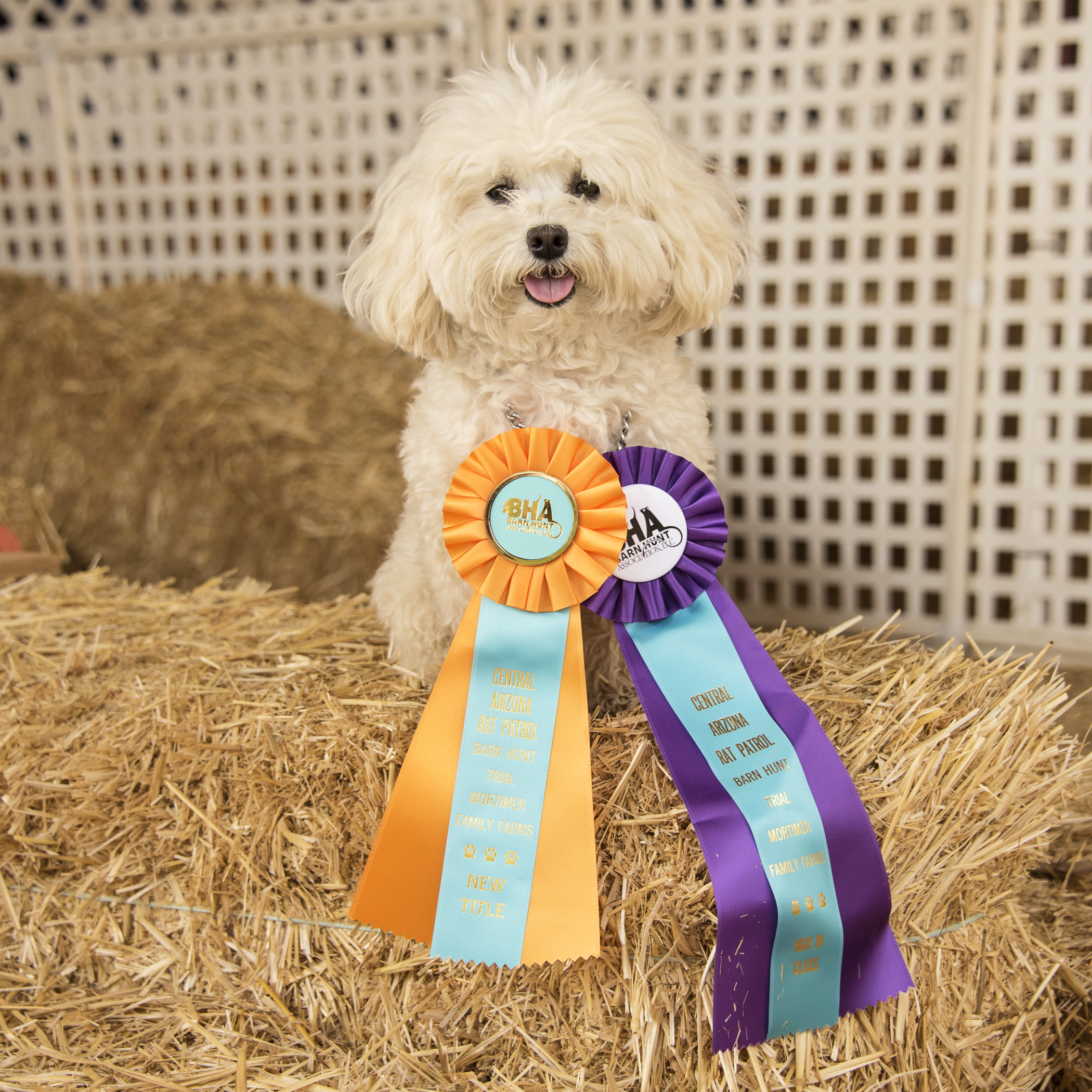  When your ribbons are bigger than you, I think that means it was a hugely successful weekend! Not only did I earn my Novice Title, but I also had the quickest time in my class…that’s compared to dogs of all sizes!! 