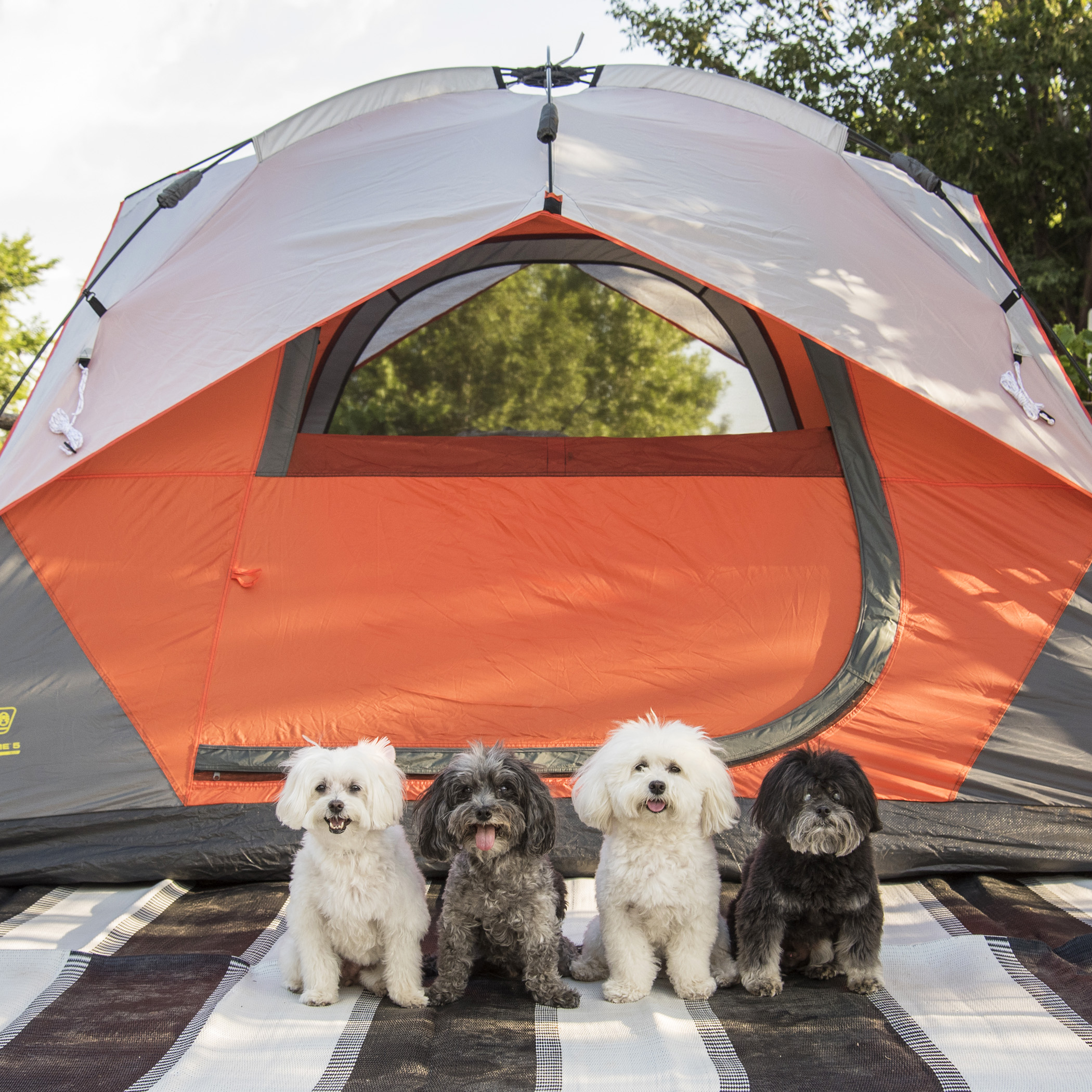  Yep, you’re looking at professional tent put-er-upers! 