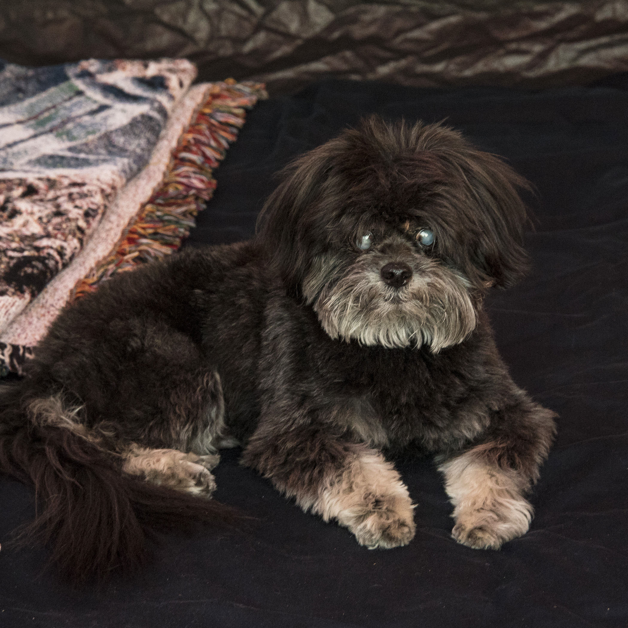  This might be the biggest dog bed I’ve found yet! I definitely approve of camping. Nighty-night! 