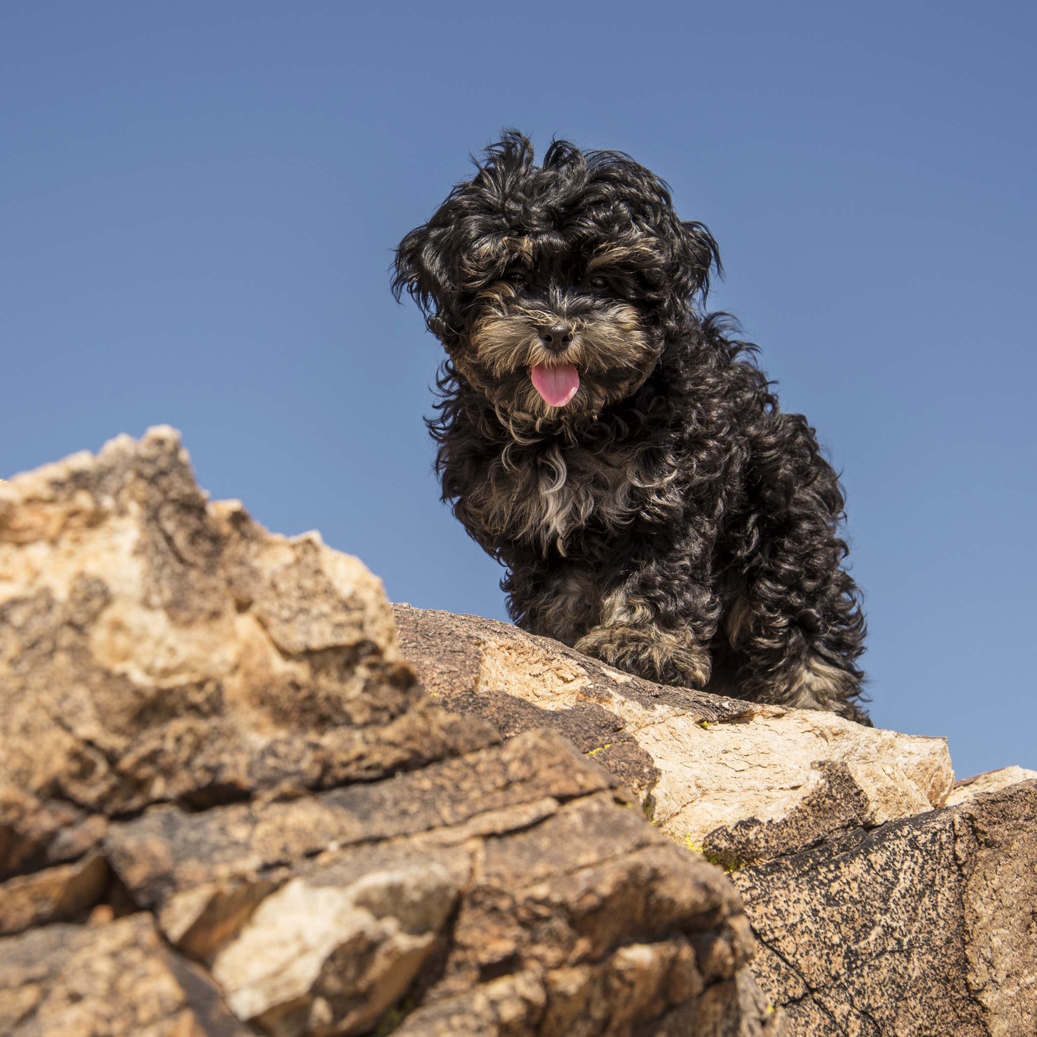  My first rock climbing adventure…I may have little legs, but I’m one brave pup! 