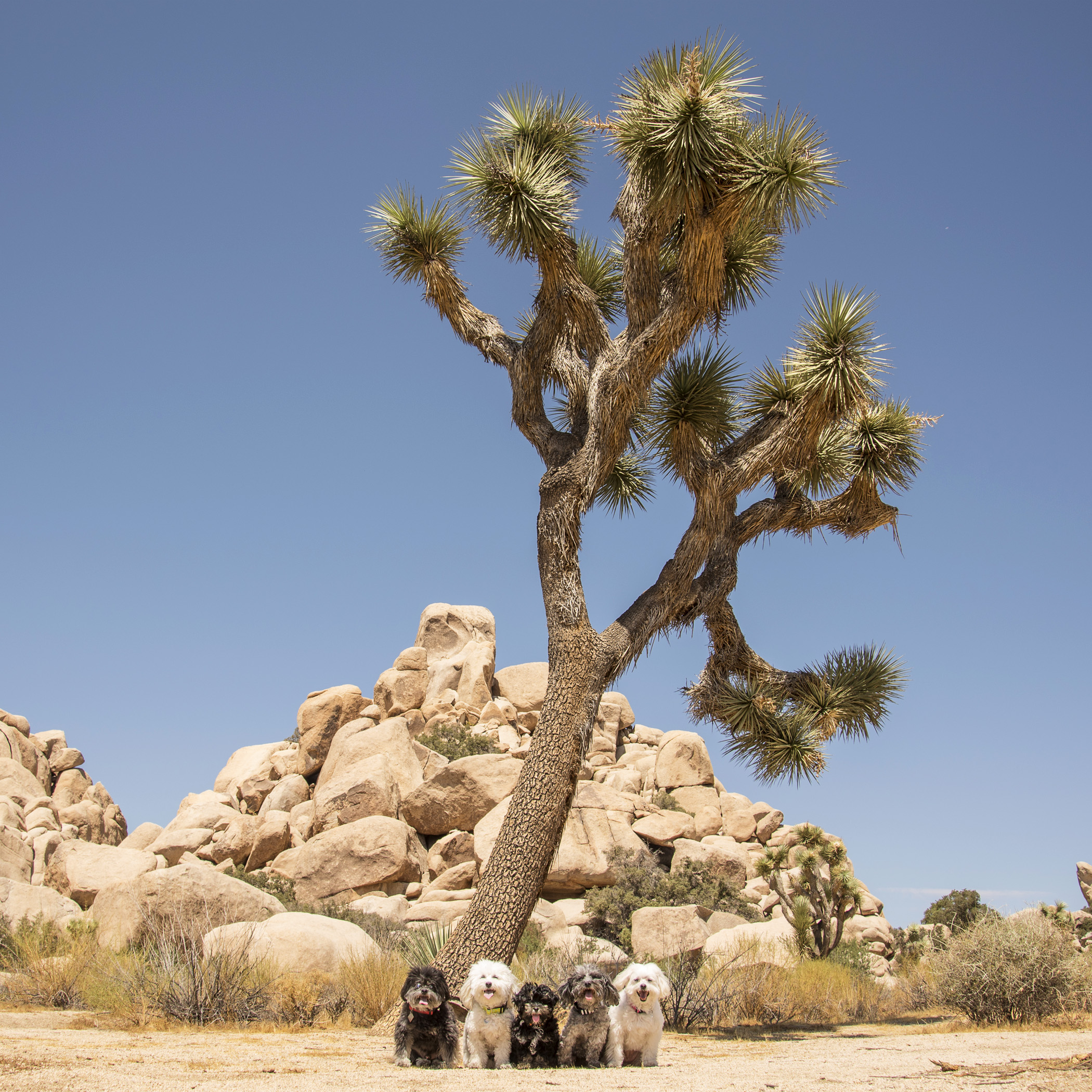  Yep,&nbsp;Joshua Tree National Park is beautiful, but we’ve seen enough and we’re hot…let’s get to the beach! 