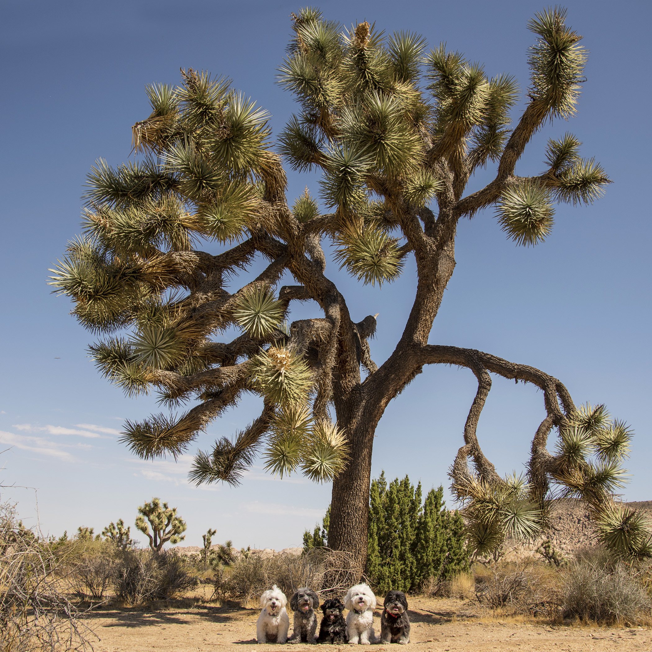  There is no better detour on the way to the beach, than a drive through Joshua Tree National Park 
