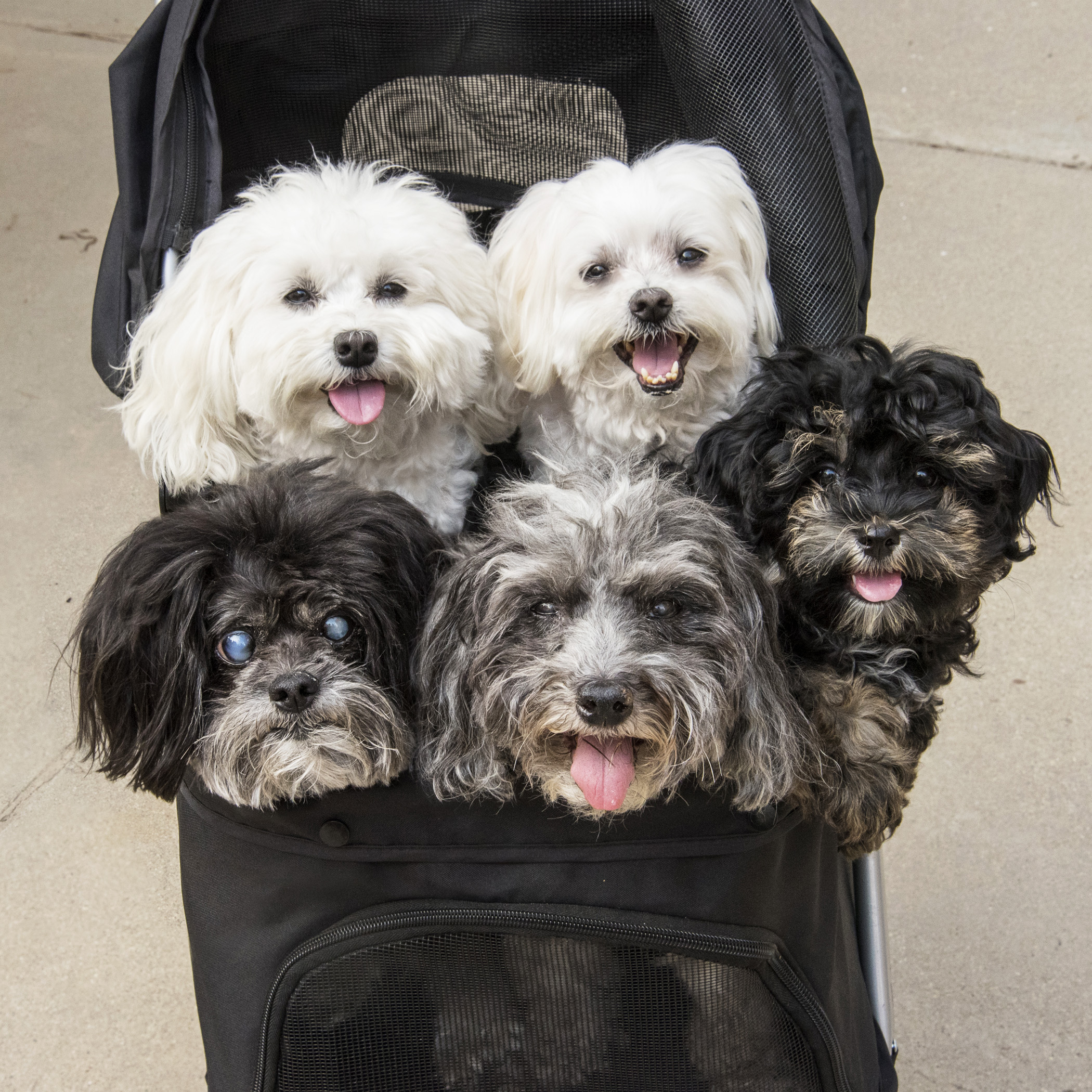  We’re not sure…when it’s unseasonably hot, is it better to walk or be squished in the stroller all together?!? 