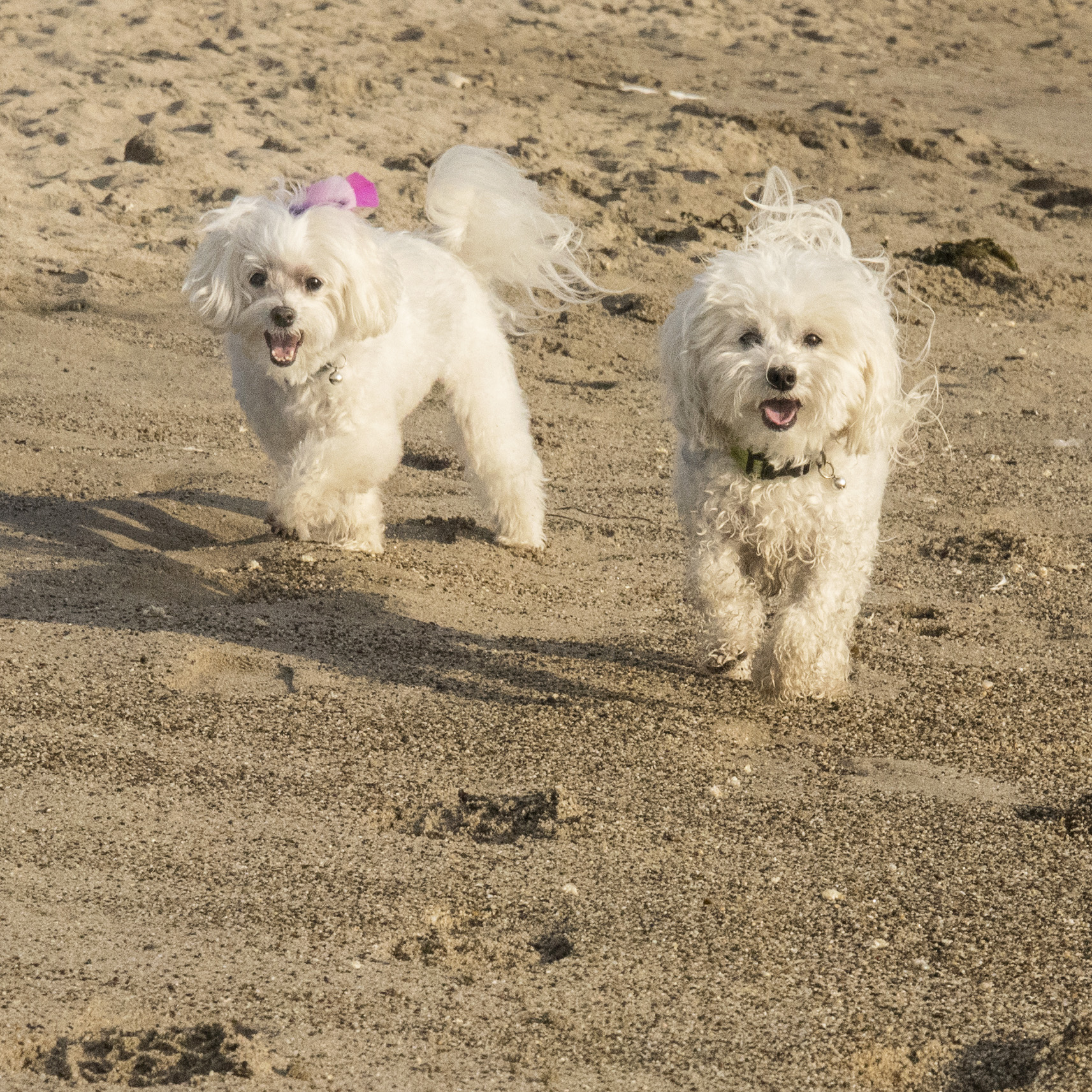  Pebbles may not want to be down by the water, but that doesn’t mean she won’t have fun on the beach with her brother! 