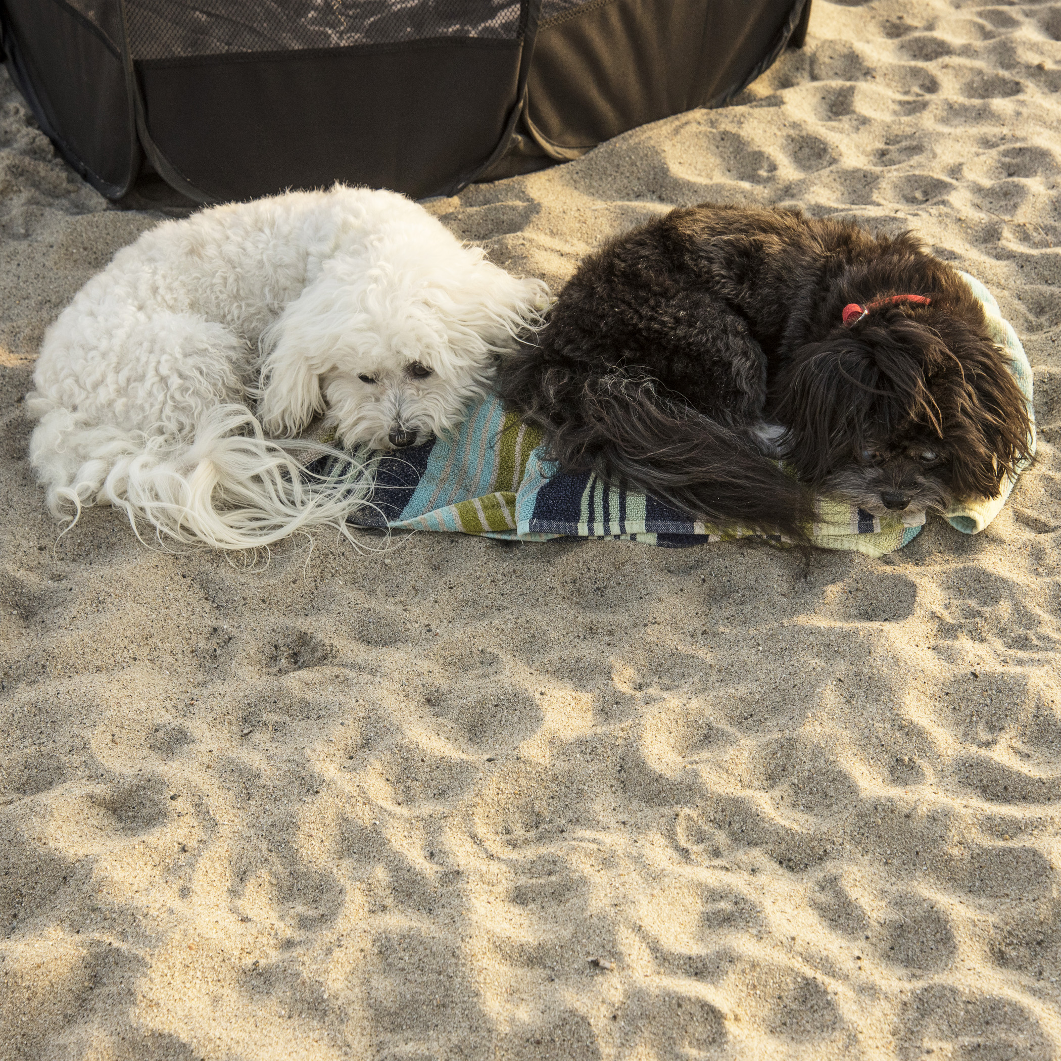  Beach time is exhausting!! (This is not staged. Benji found the towel all on his own, and curled up. Shortly later, Bruiser joined him with the exact same pose.) 