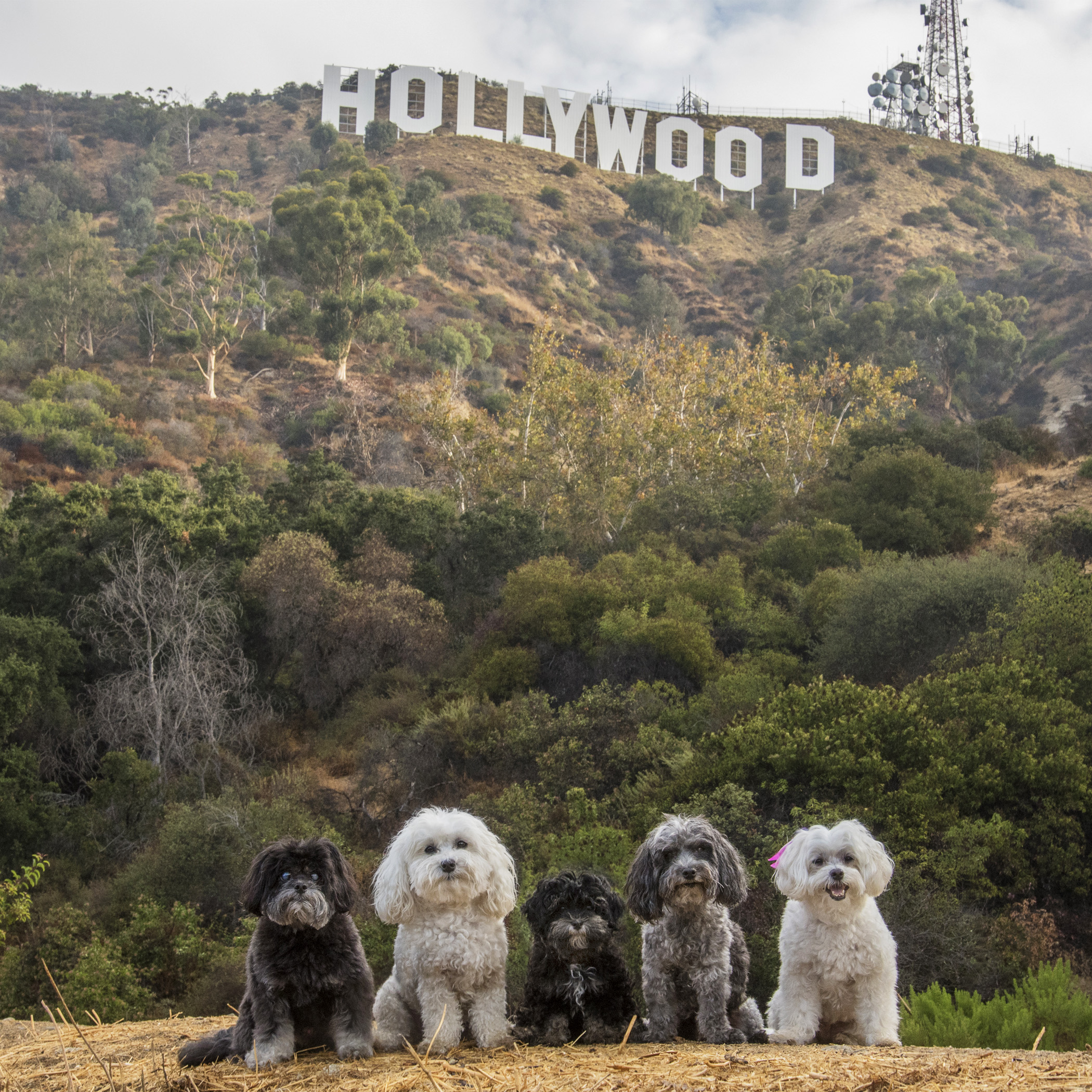  Hollywood, we have arrived!! If anyone knows of any walk-on extras needed, we’re ready and available! 