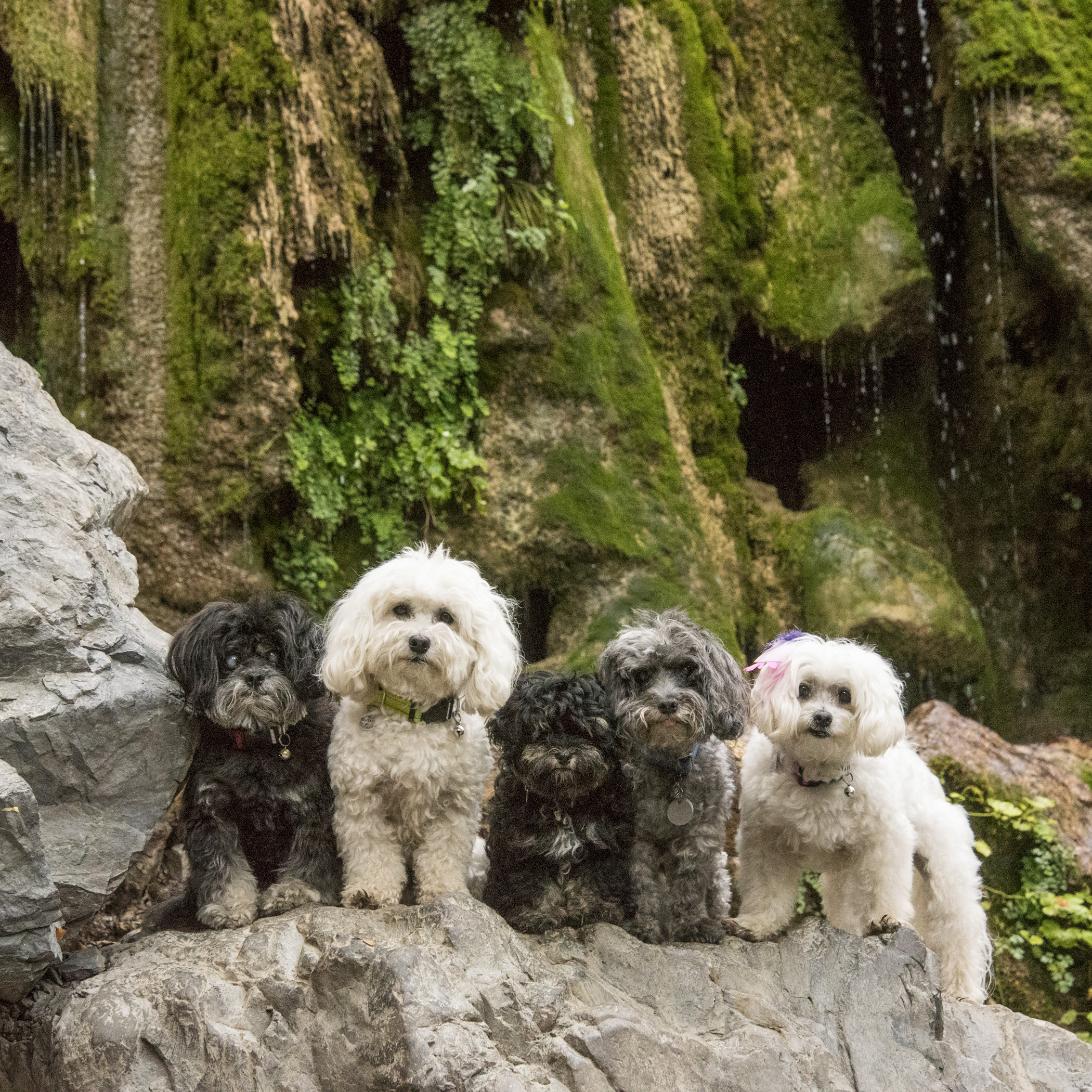  No adventure would be complete without a posed group photo at the falls. 