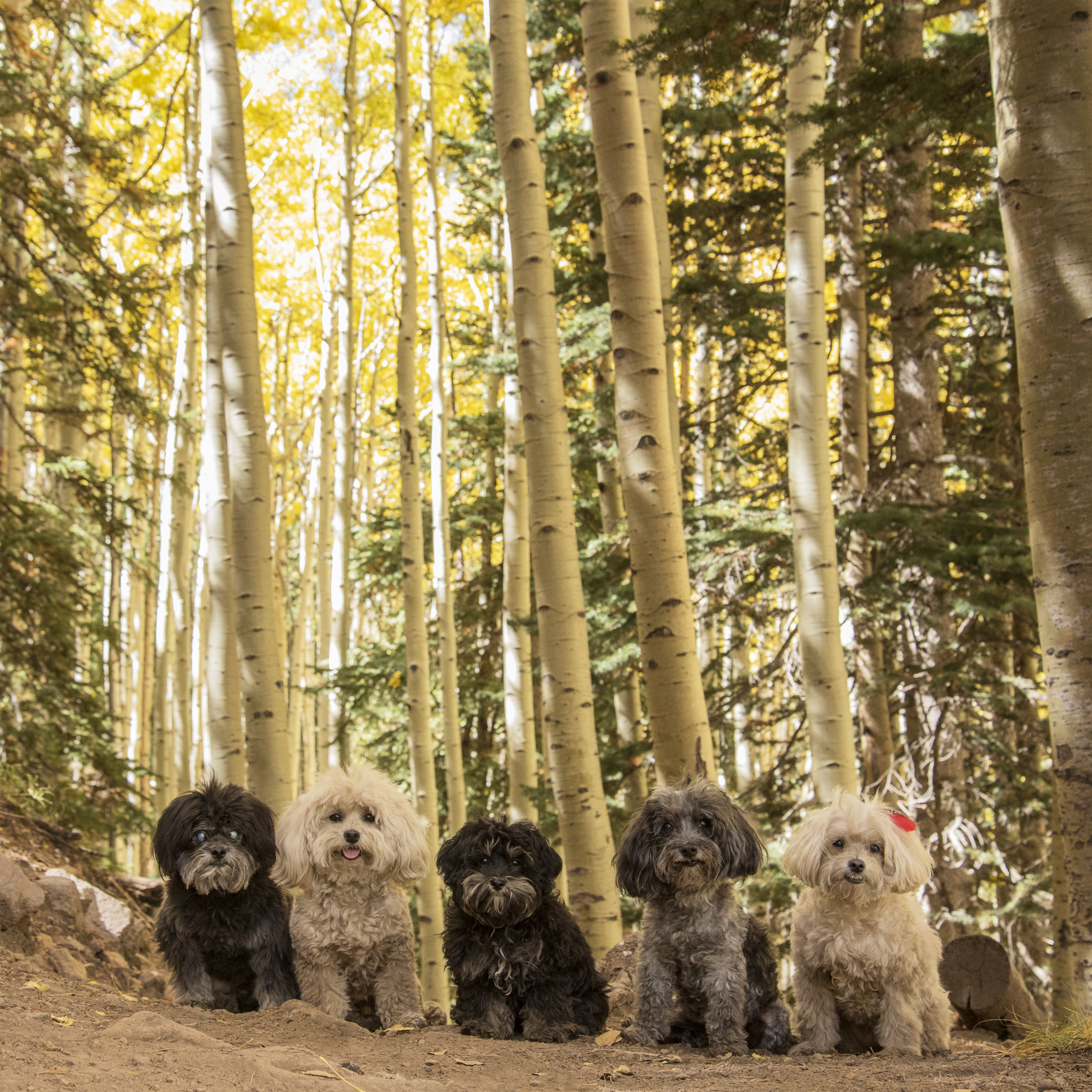  Last Fall, Mommy heard about this beautiful area called the Inner Basin. Unfortunately, she heard about it too late, after all the trees had dropped their leaves. She’s been waiting an entire year for this adventure…and it did not disappoint! 