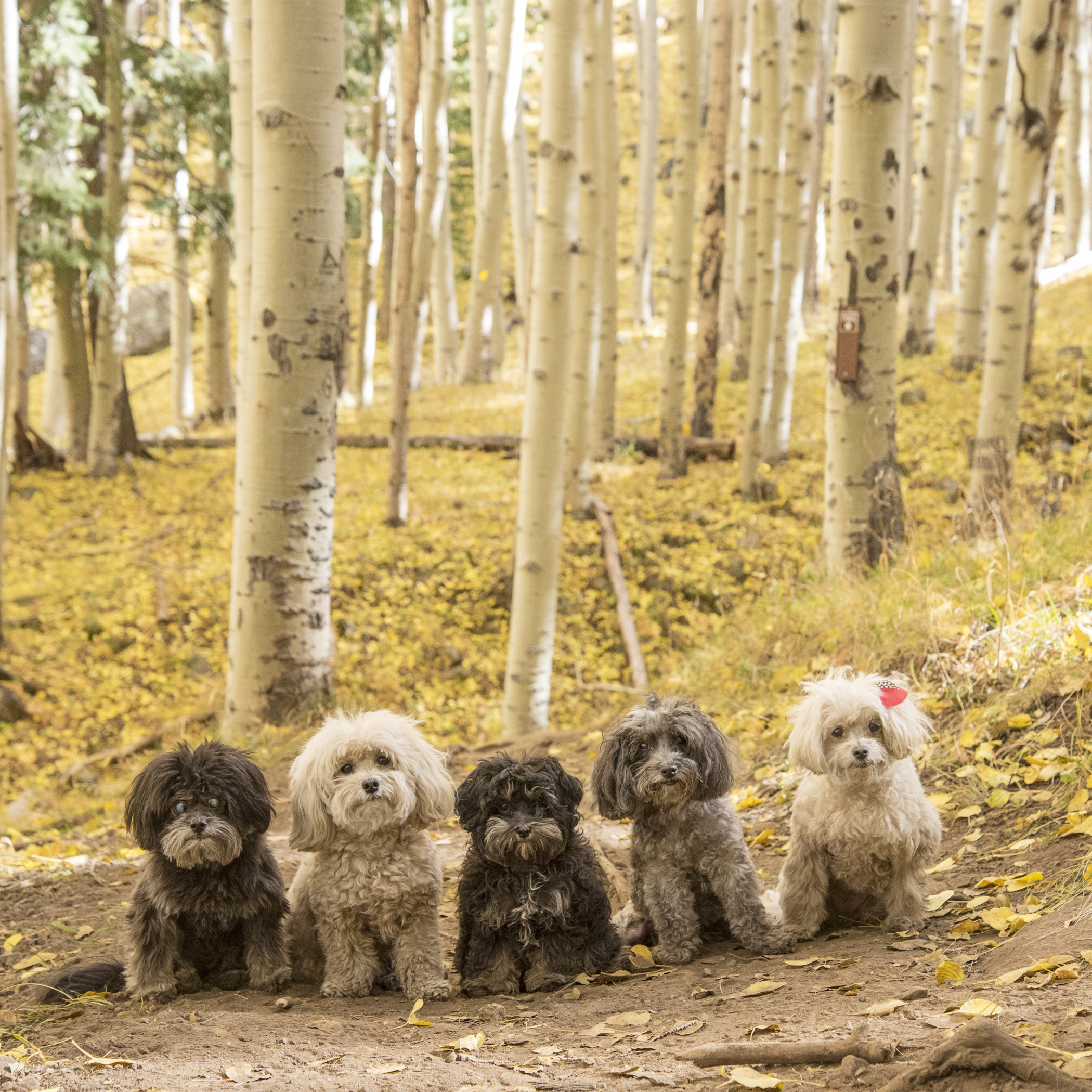  It was a pretty busy trail, which meant we stopped traffic more than once to strike our poses. You know Mom was never going to let a photo op pass her by, just because there were a few onlookers! 