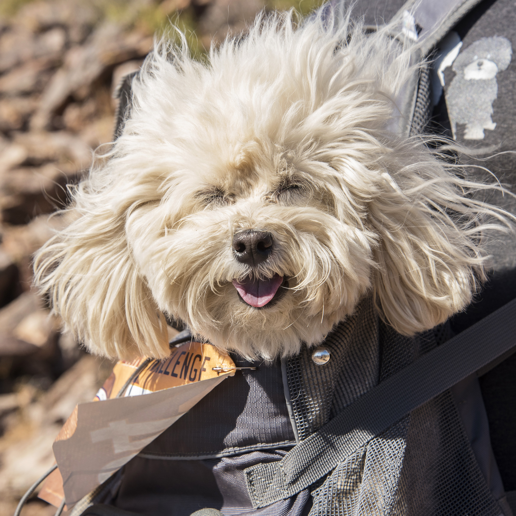  Feeling pretty good about convincing Daddy to backpack me up to Peak 4…the way Daddy’s complaining about his legs, I’m glad mine are getting to rest! 