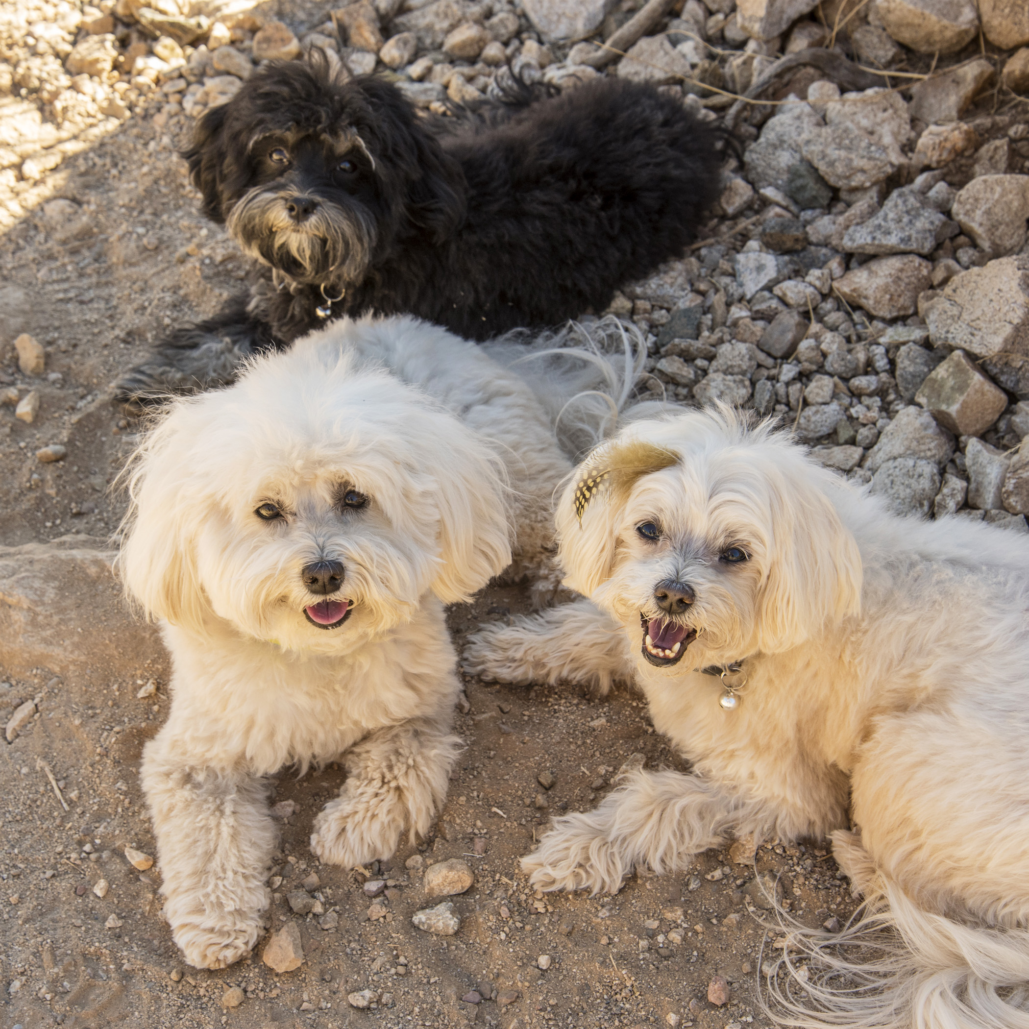  Mandatory pit stop in the shade, Mom…so what if we’re just feet from the car…we’re wiped…even the little man! 