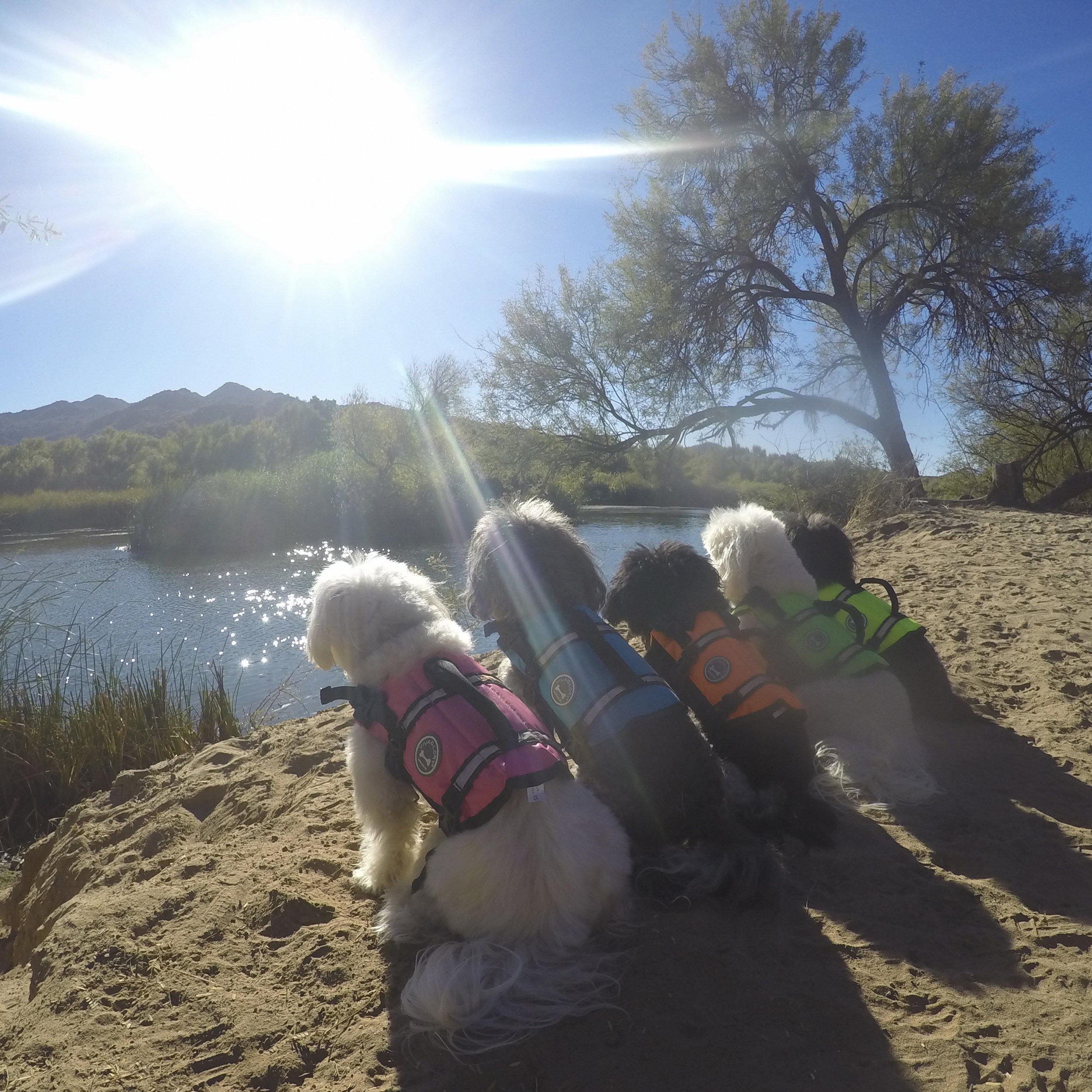  Another #OptOutside day for the Thanksgiving Weekend! This time, we rented a kayak and traveled the Salt River. 