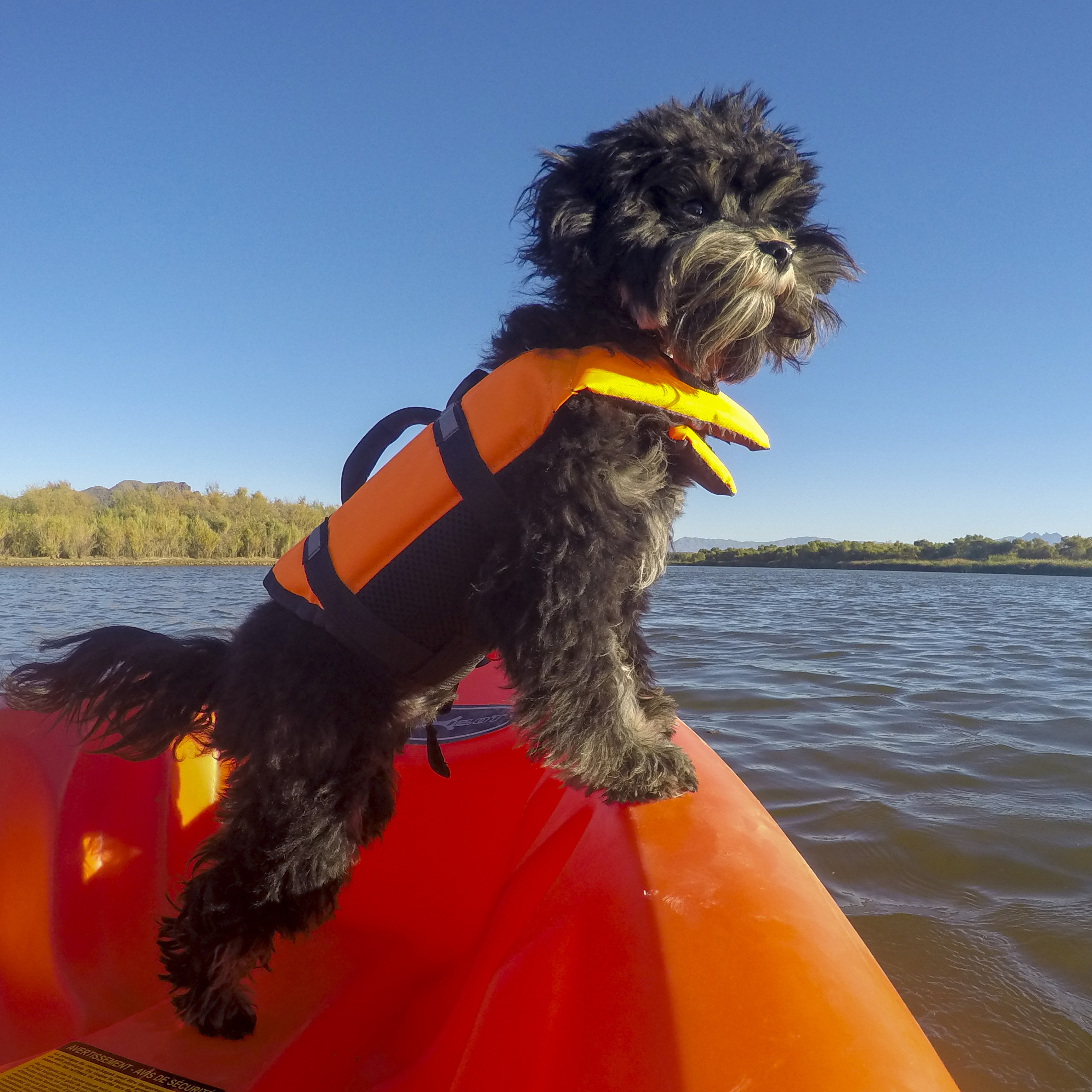  Jax’s first time on the water, and guess what…no big deal! 